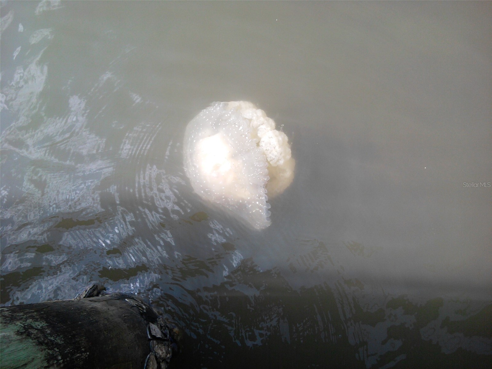 130 Reef Road South Daytona FL 32119 - INTRACOASTAL WATERWAY HALIFAX V4949816 image94