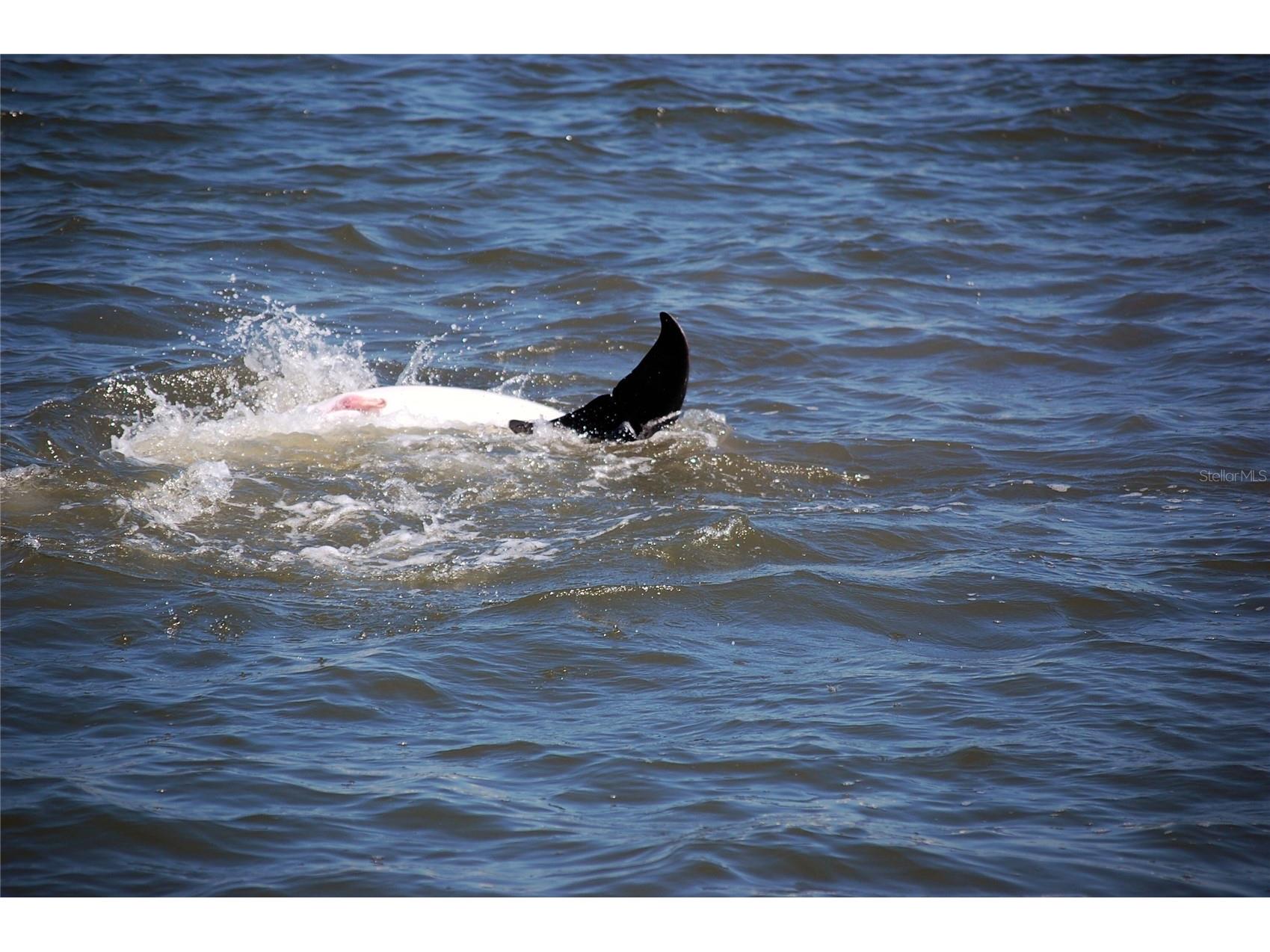 130 Reef Road South Daytona FL 32119 - INTRACOASTAL WATERWAY HALIFAX V4949816 image95