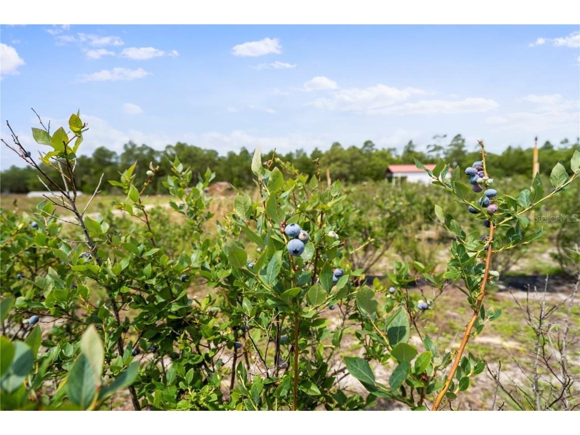 130 Strawberry Lane Pomona Park FL 32181 FC293309 image2