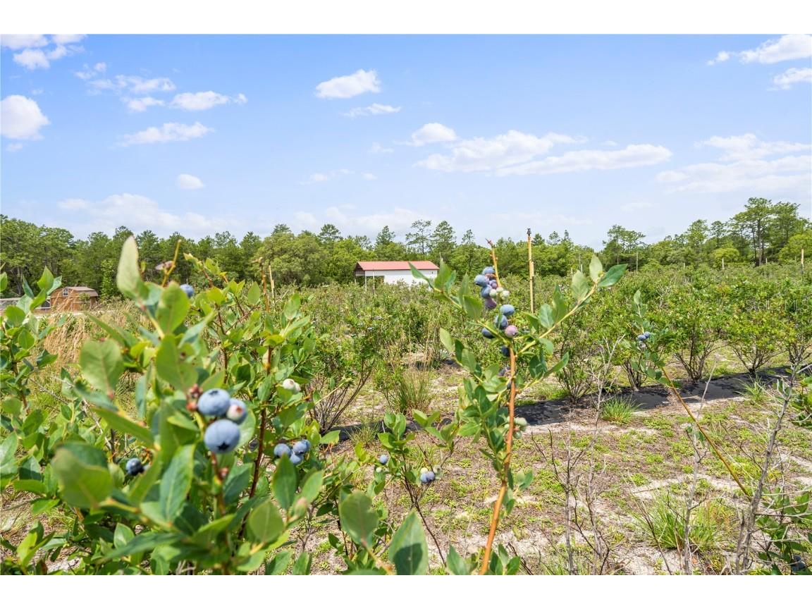 130 Strawberry Lane Pomona Park FL 32181 FC293309 image23