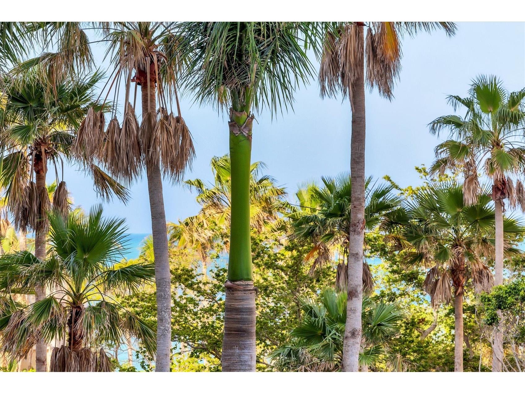 1300 Benjamin Franklin Drive #304 Sarasota FL 34236 - GULF OF AMERICA A4682965 image56