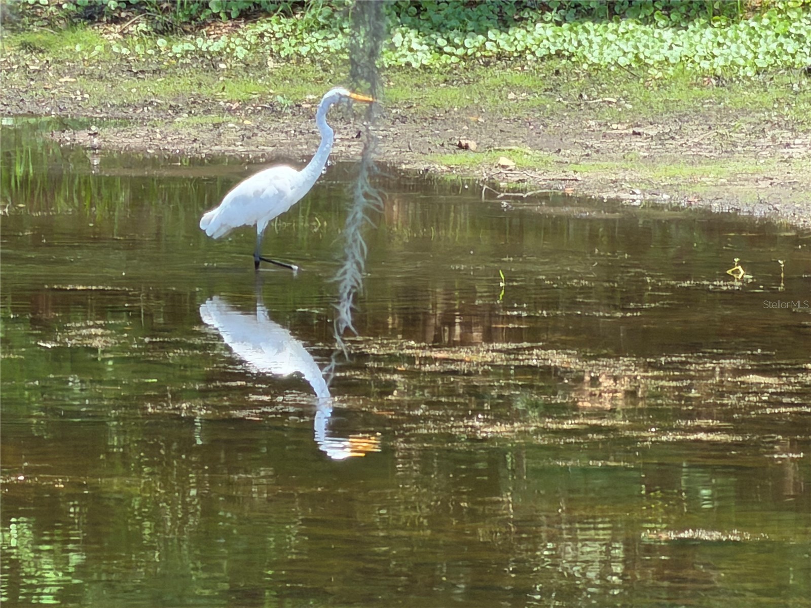 1300 Cypress Cove Court Inverness FL 34450 TB8514494 image27