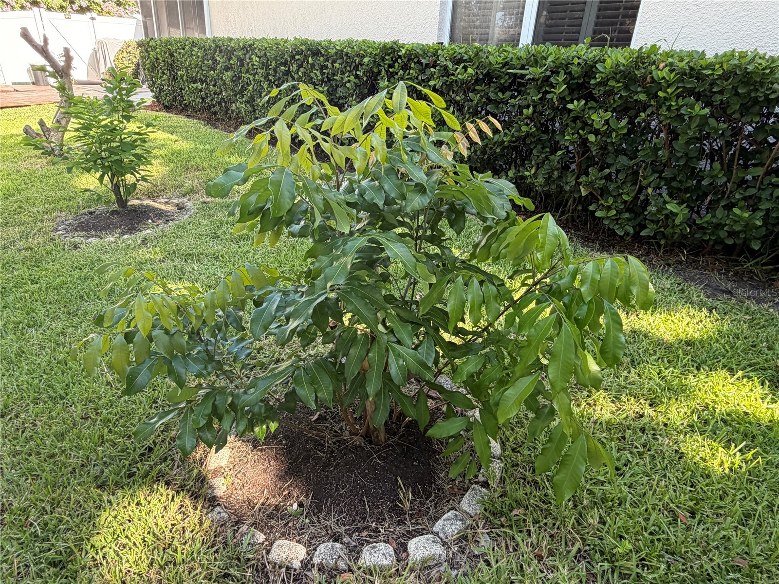 13006 Sunkiss Loop Windermere FL 34786 O6427757 image14