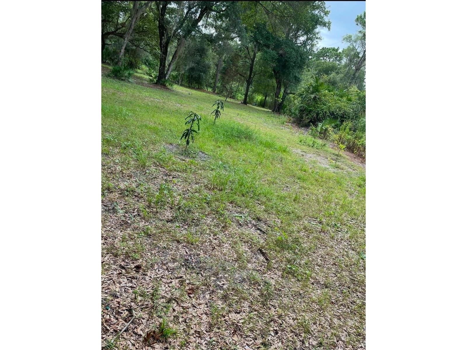 1301 Arapaho Trail Geneva FL 32732 O6385830 image1