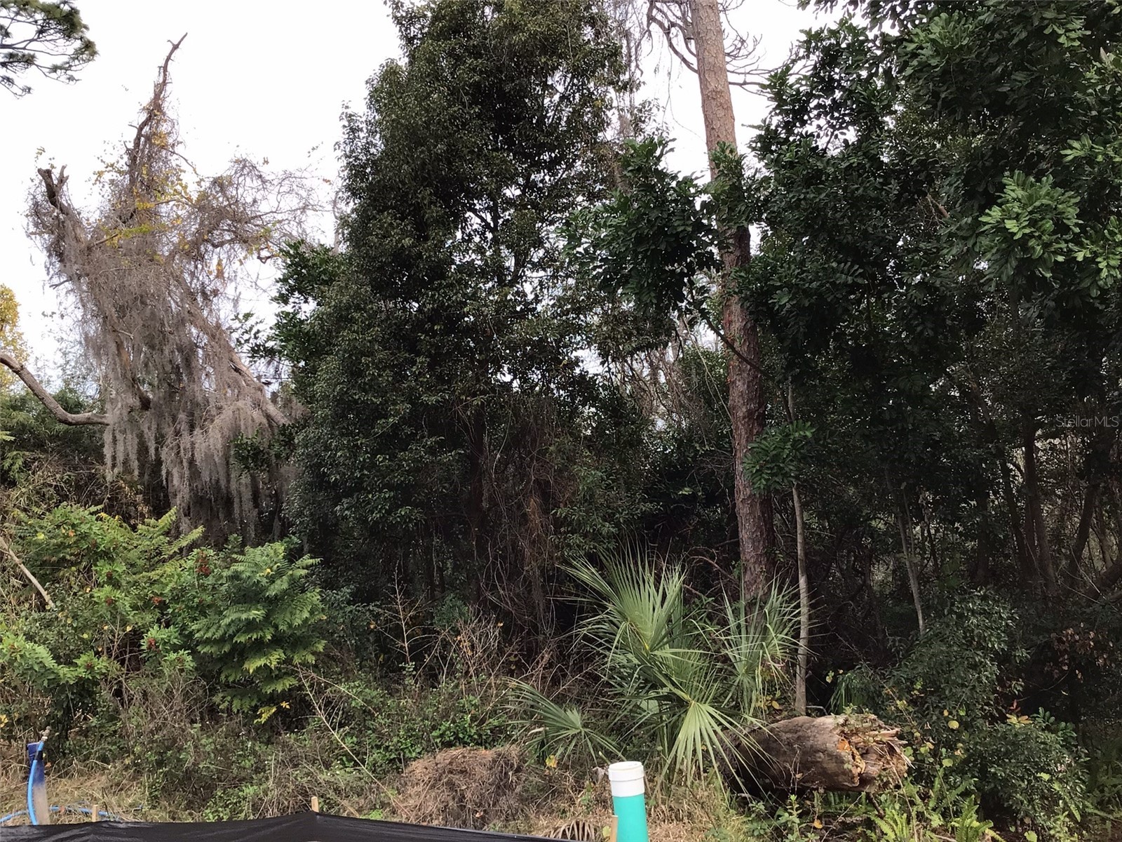 1305 Almaria Court Palm Harbor FL 34683 U8238017 image2