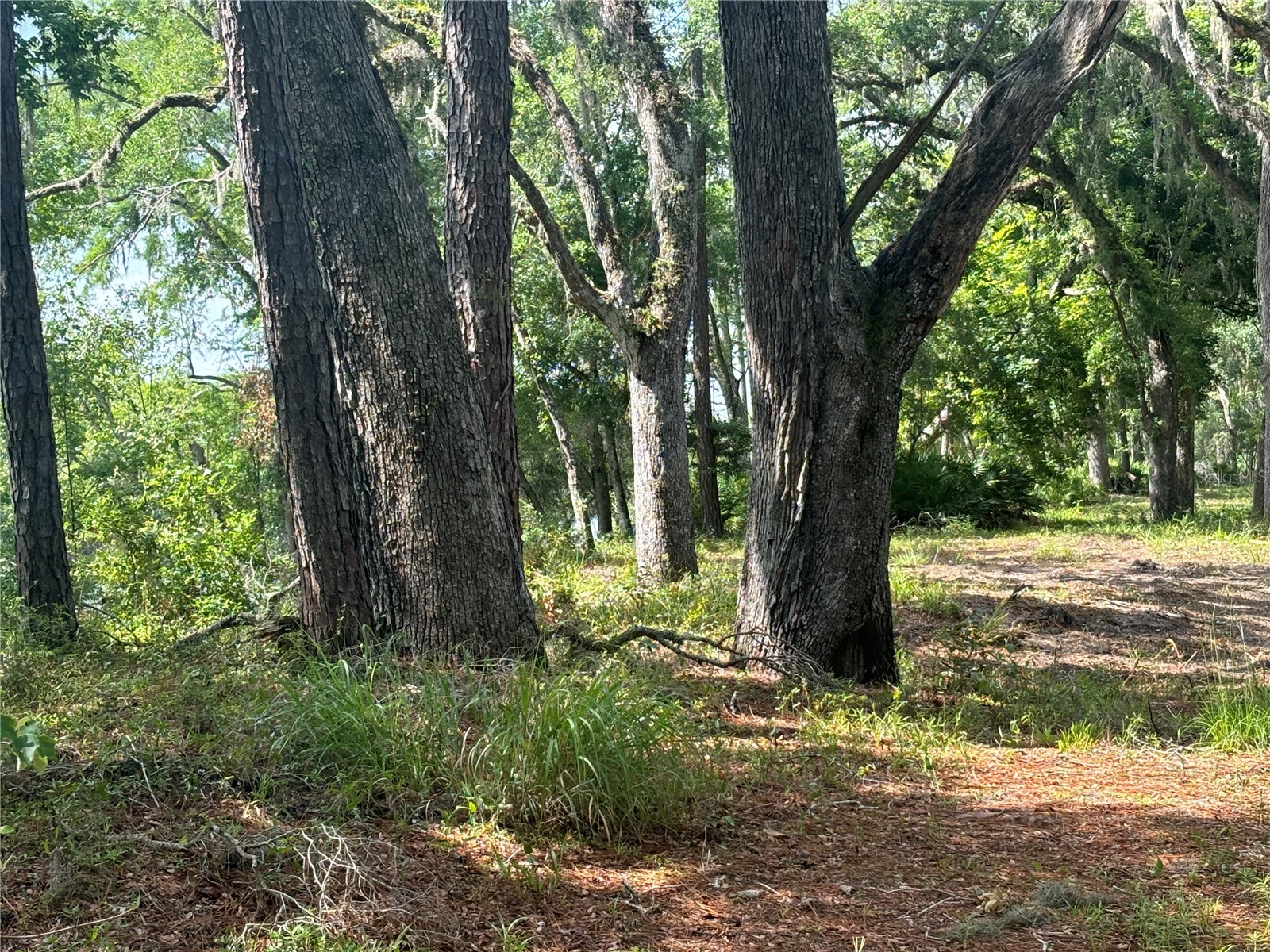 1305 NE 930th Street Old Town FL 32680 TB8520633 image6