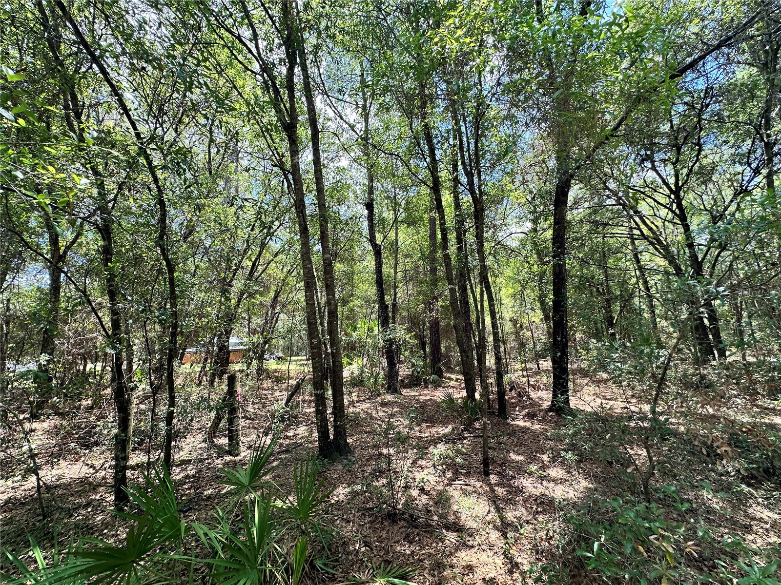 13070 NE 78th Place Bronson FL 32621 OM723402 image3