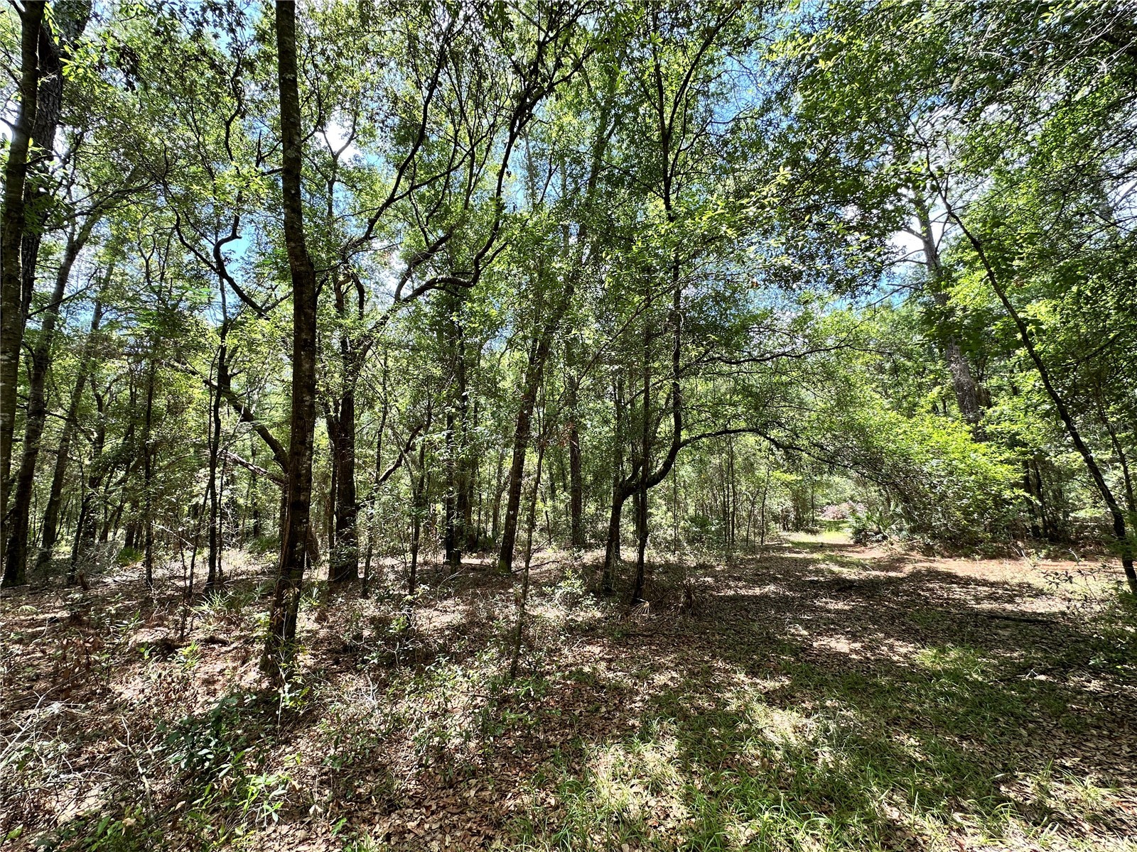 13070 NE 78th Place Bronson FL 32621 OM723402 image5