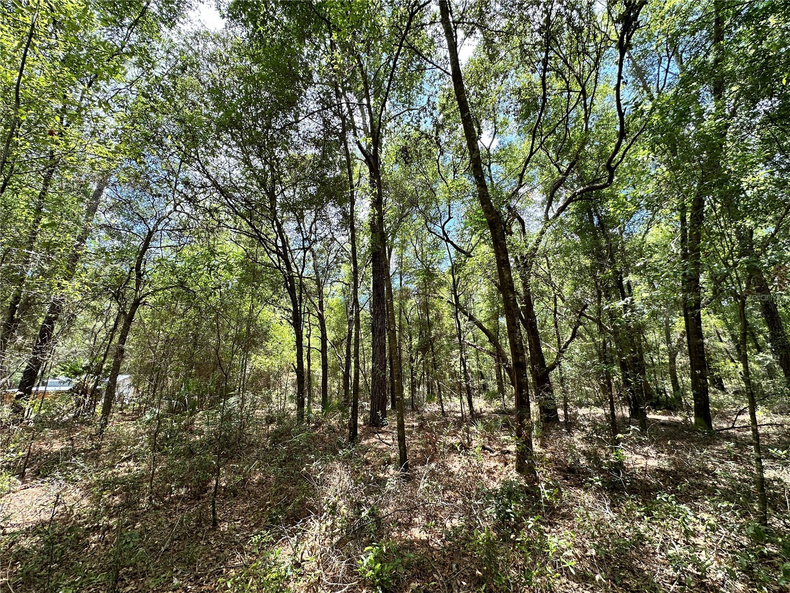 13070 NE 78th Place Bronson FL 32621 OM723402 image6