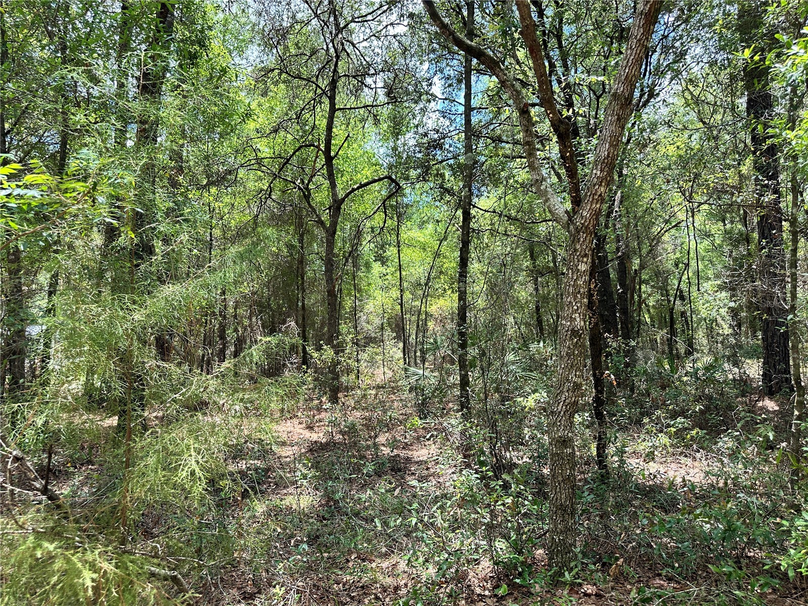 13070 NE 78th Place Bronson FL 32621 OM723402 image7