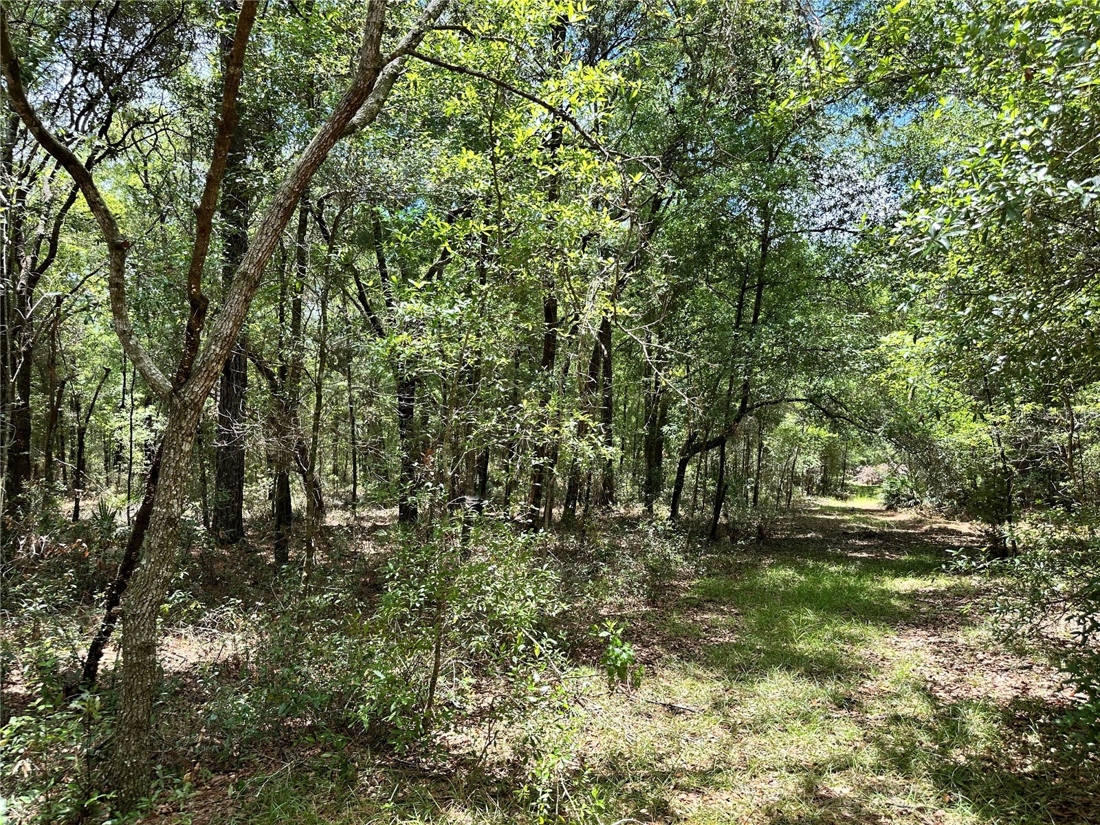 13070 NE 78th Place Bronson FL 32621 OM723402 image8