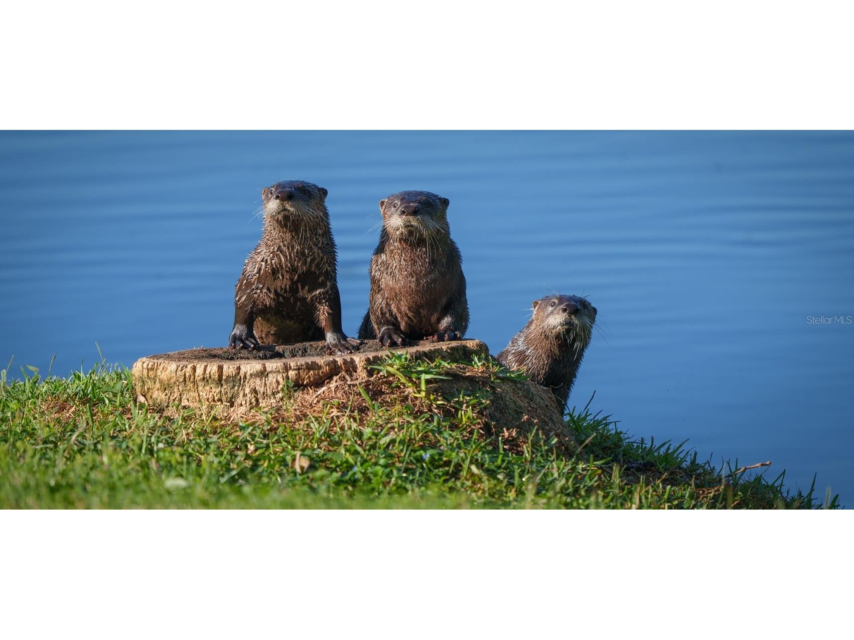 1310 Fairway Drive Dunedin FL 34698 TB8417307 image39