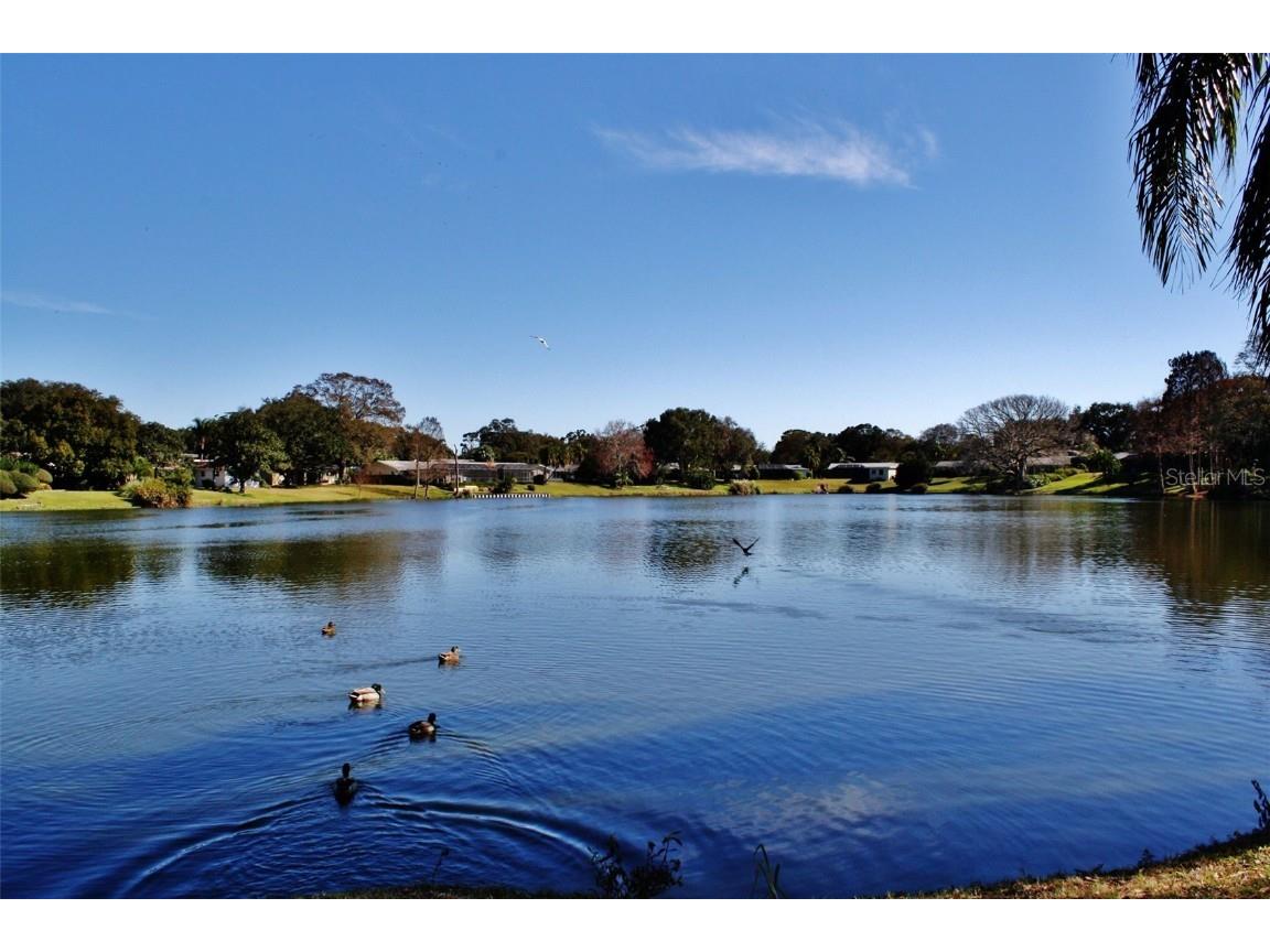 1310 Fairway Drive Dunedin FL 34698 TB8417307 image42