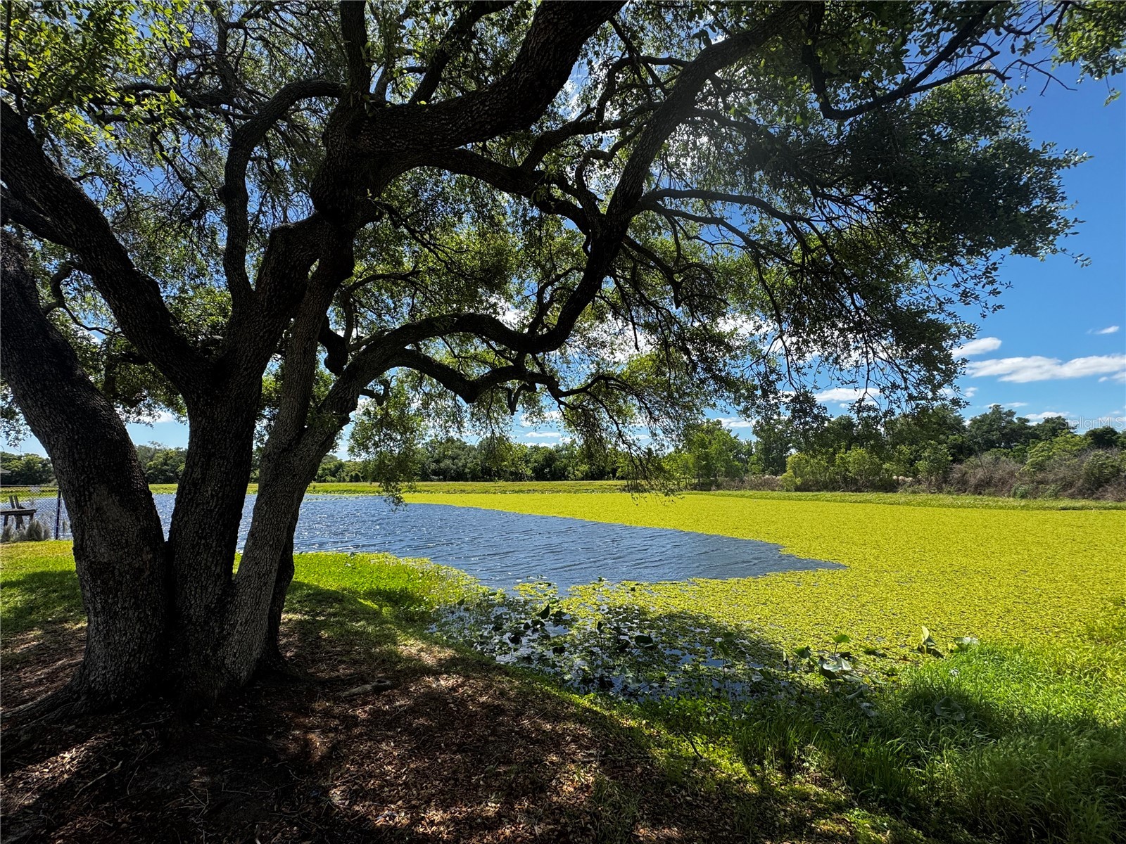 1310 Rolling Woods Lane Lakeland FL 33813 - SMALL LAKE-NOT NAMED L4960859 image68