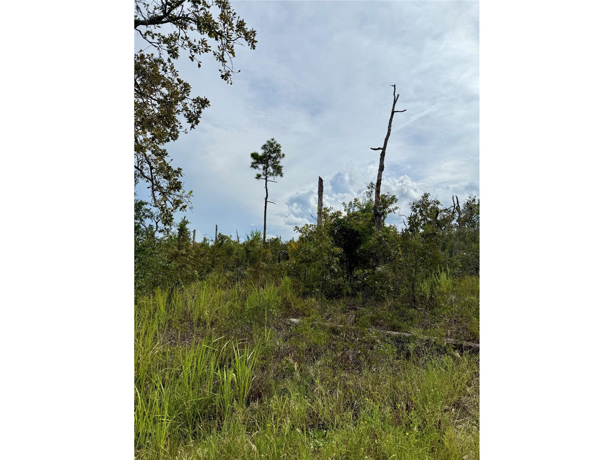 13101 Thrasher Avenue Weeki Wachee FL 34614 G5102176 image6