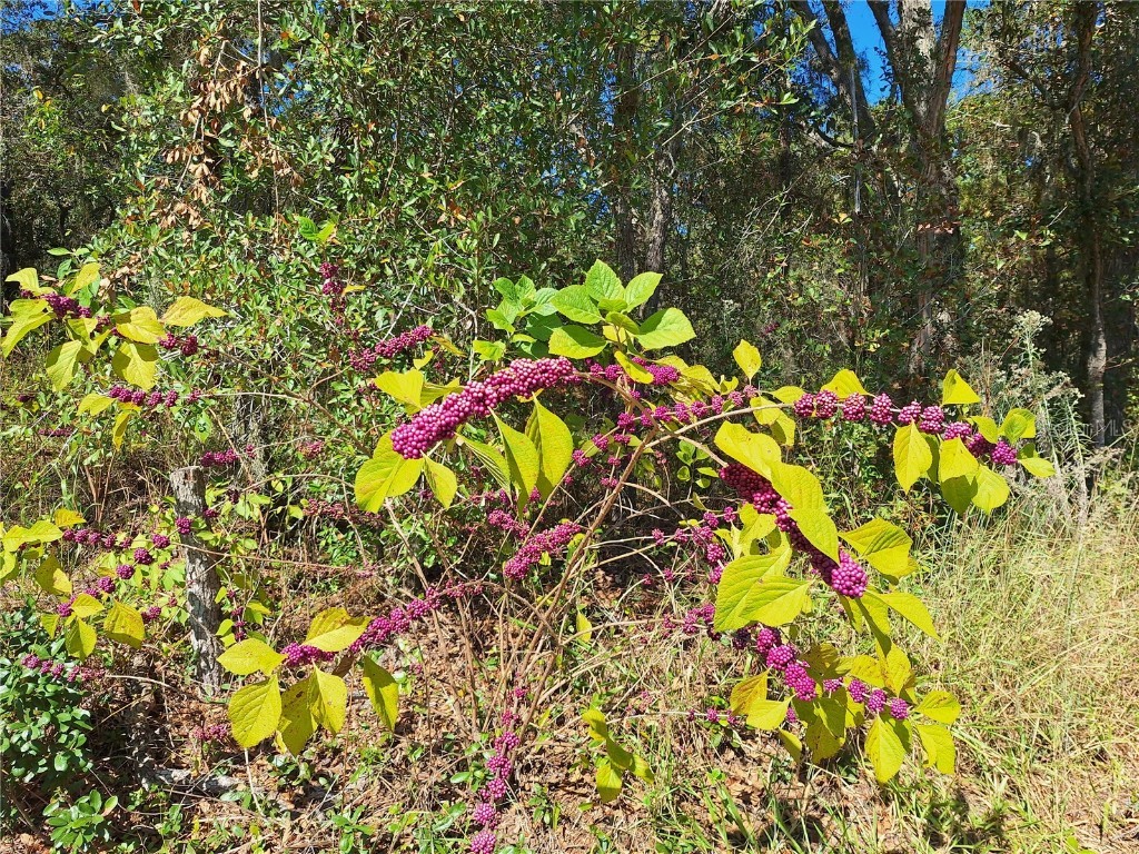 13117 Media Lane Hudson FL 34667 W7880766 image94