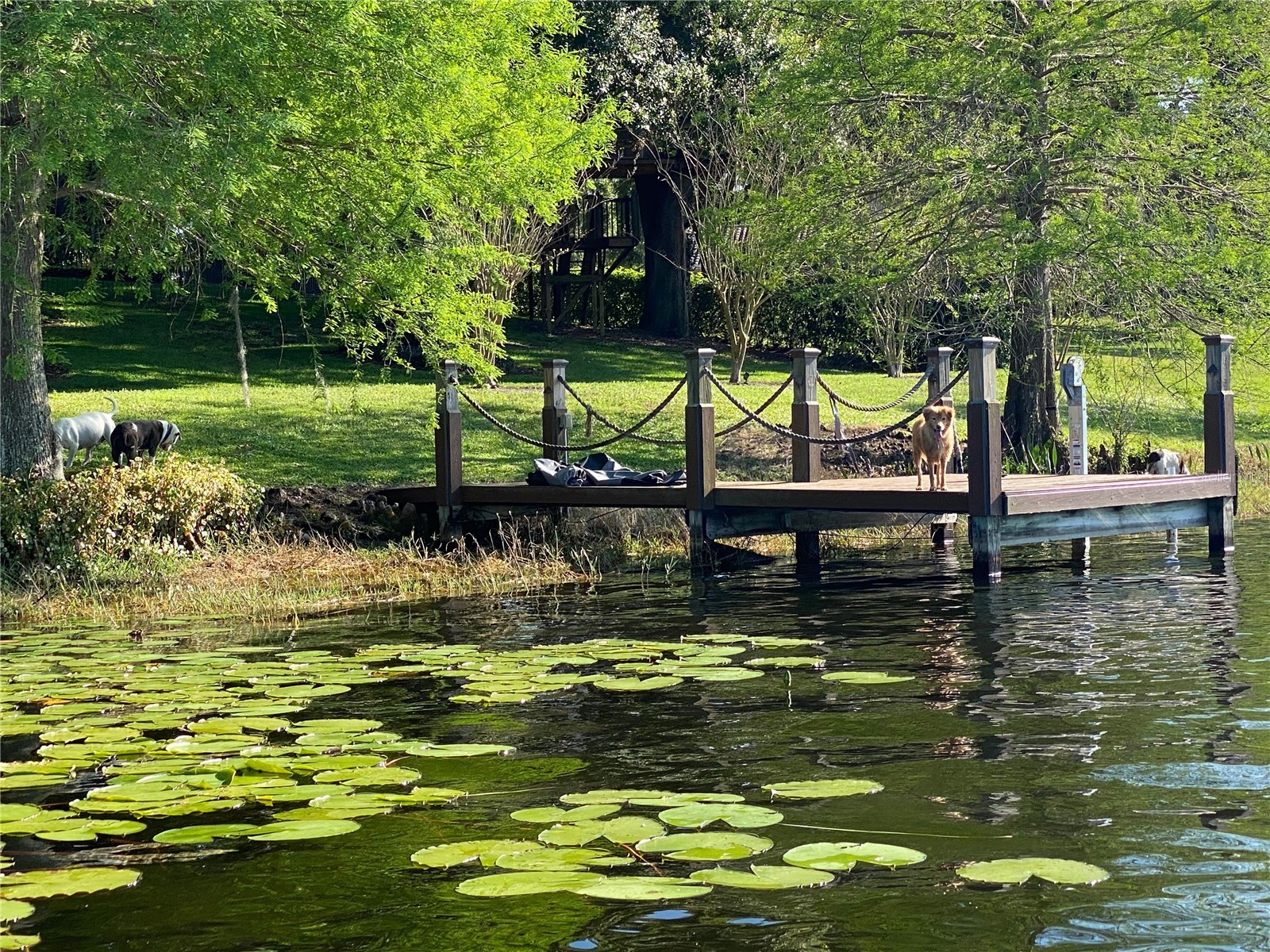 13123 Luntz Point Lane Windermere FL 34786 - LAKE LUNTZ O6382394 image54