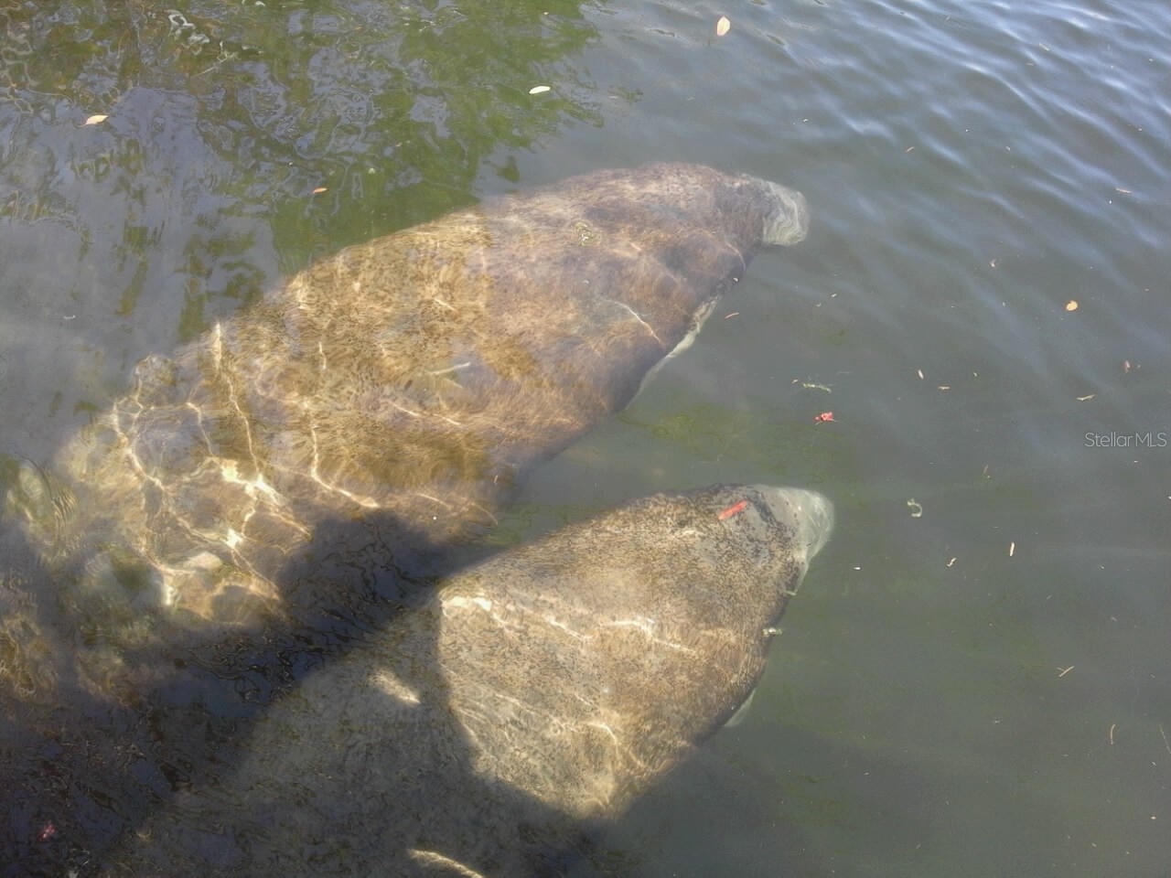 13144 Coxswain Court Hudson FL 34667 TB8493553 image83