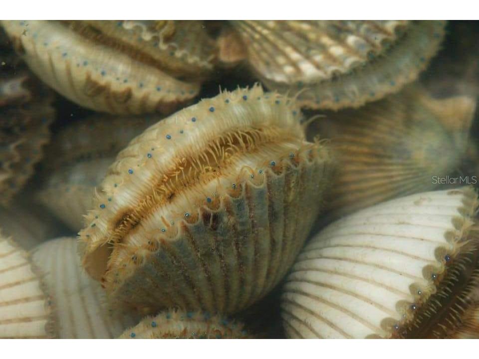 13147 Cabin Court Hudson FL 34667 - GULF TB8413507 image61