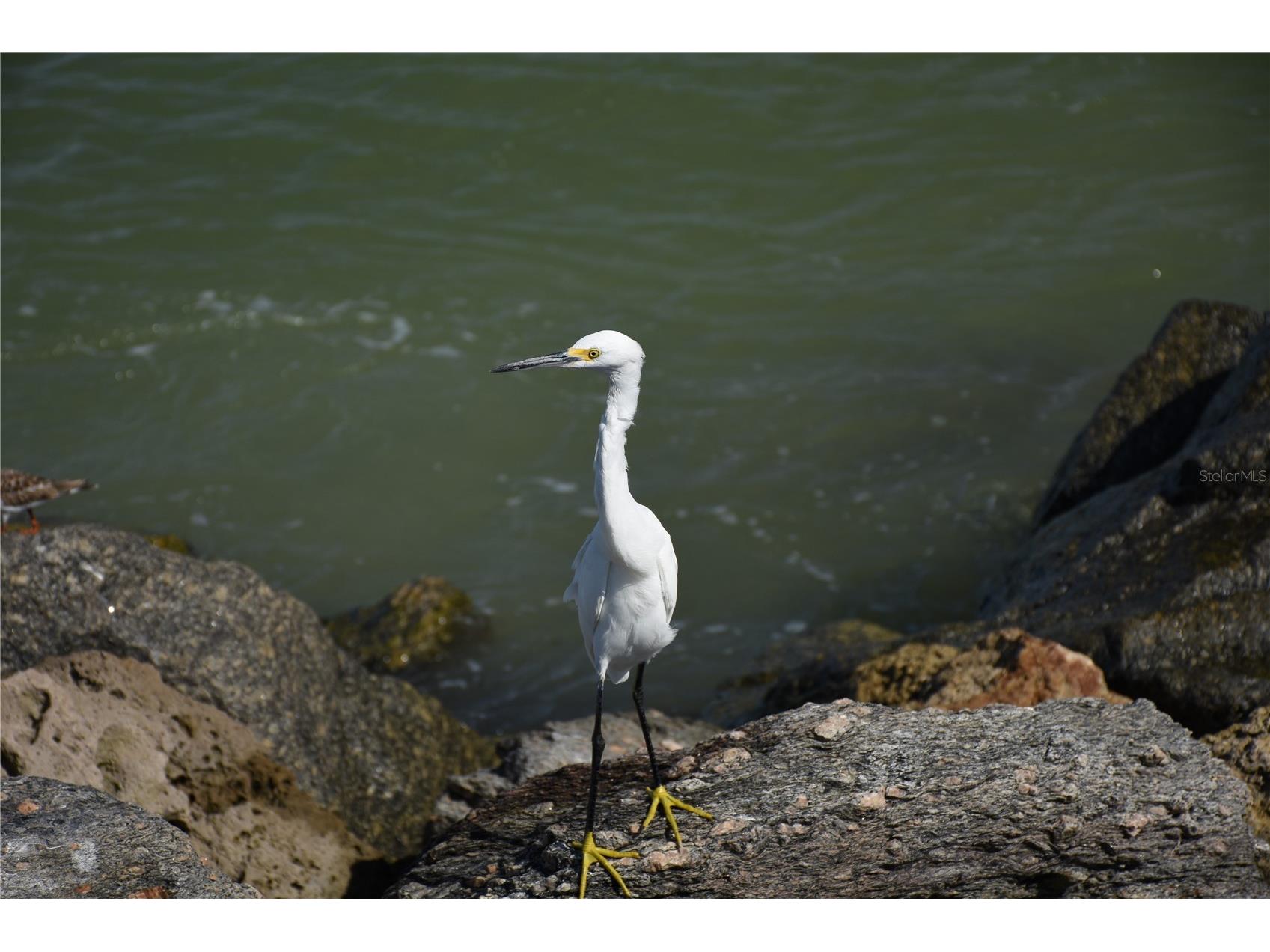 1315 Pine Needle Road Venice FL 34285 N6142351 image45