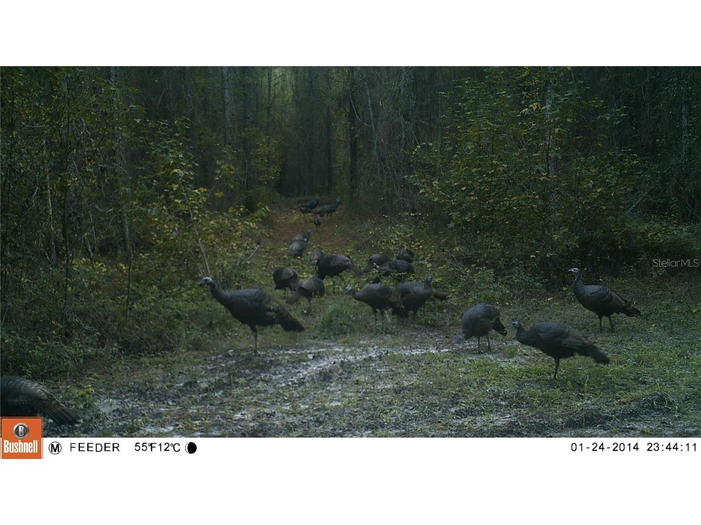 1317 NE Drew Road Lake City FL 32055 GC529068 image29