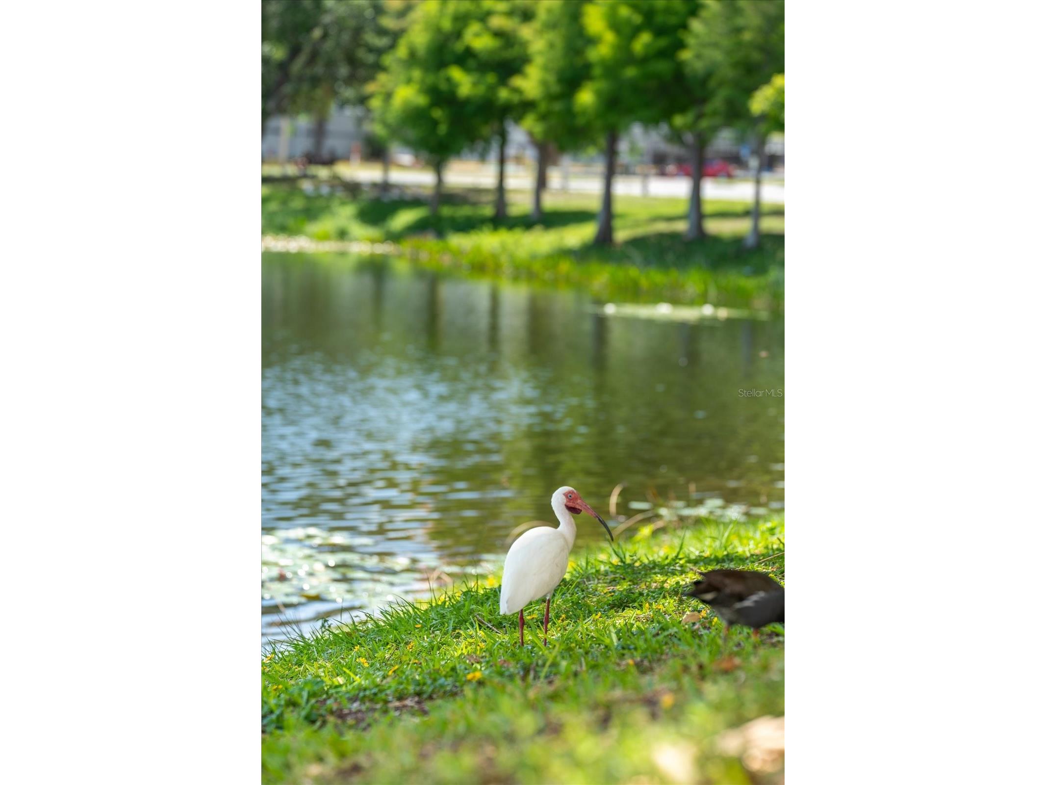 132 Mirror Lake #403 Saint Petersburg FL 33701 TB8512486 image38