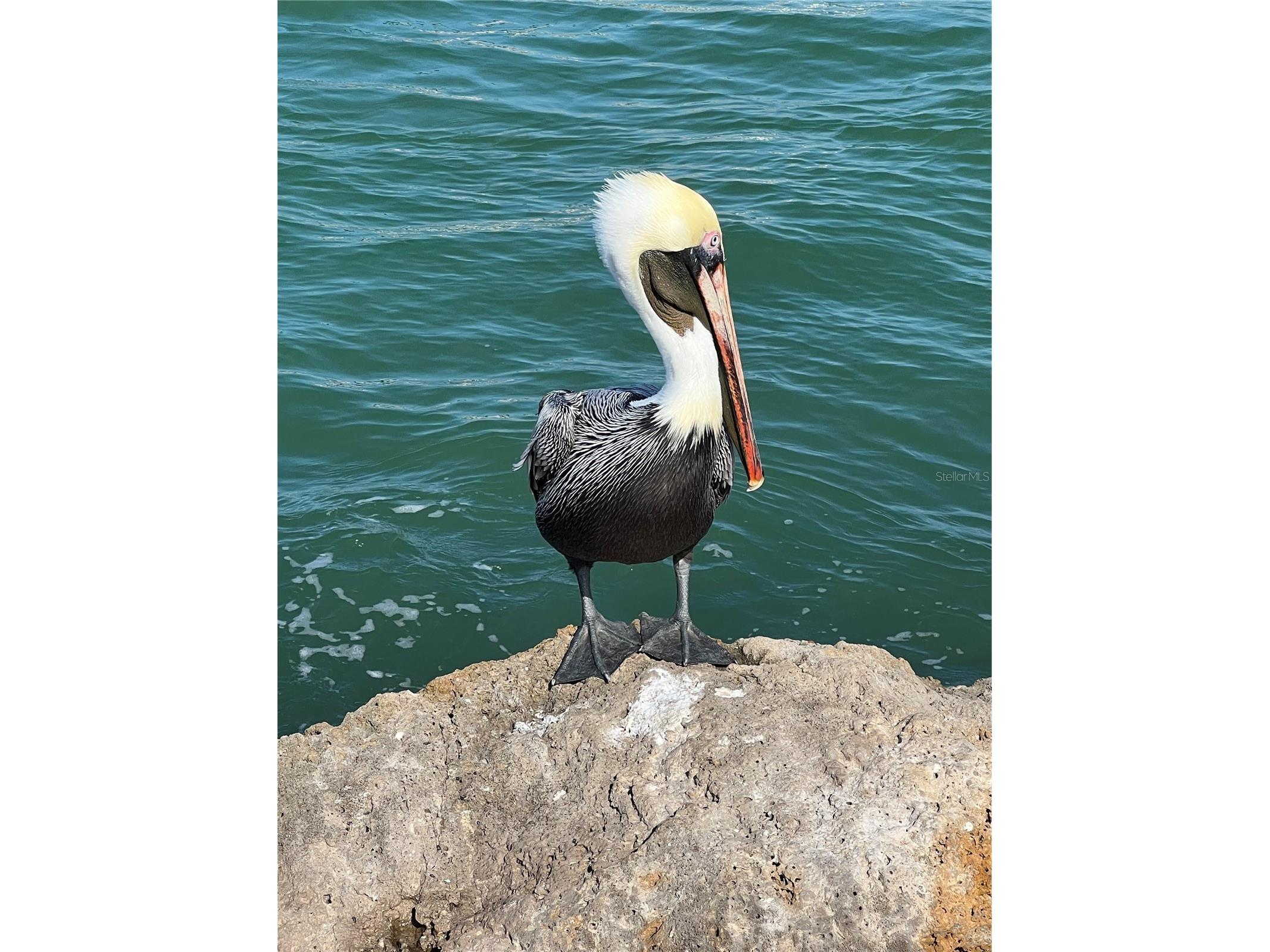 132 S Park Drive Venice FL 34285 A4659903 image22