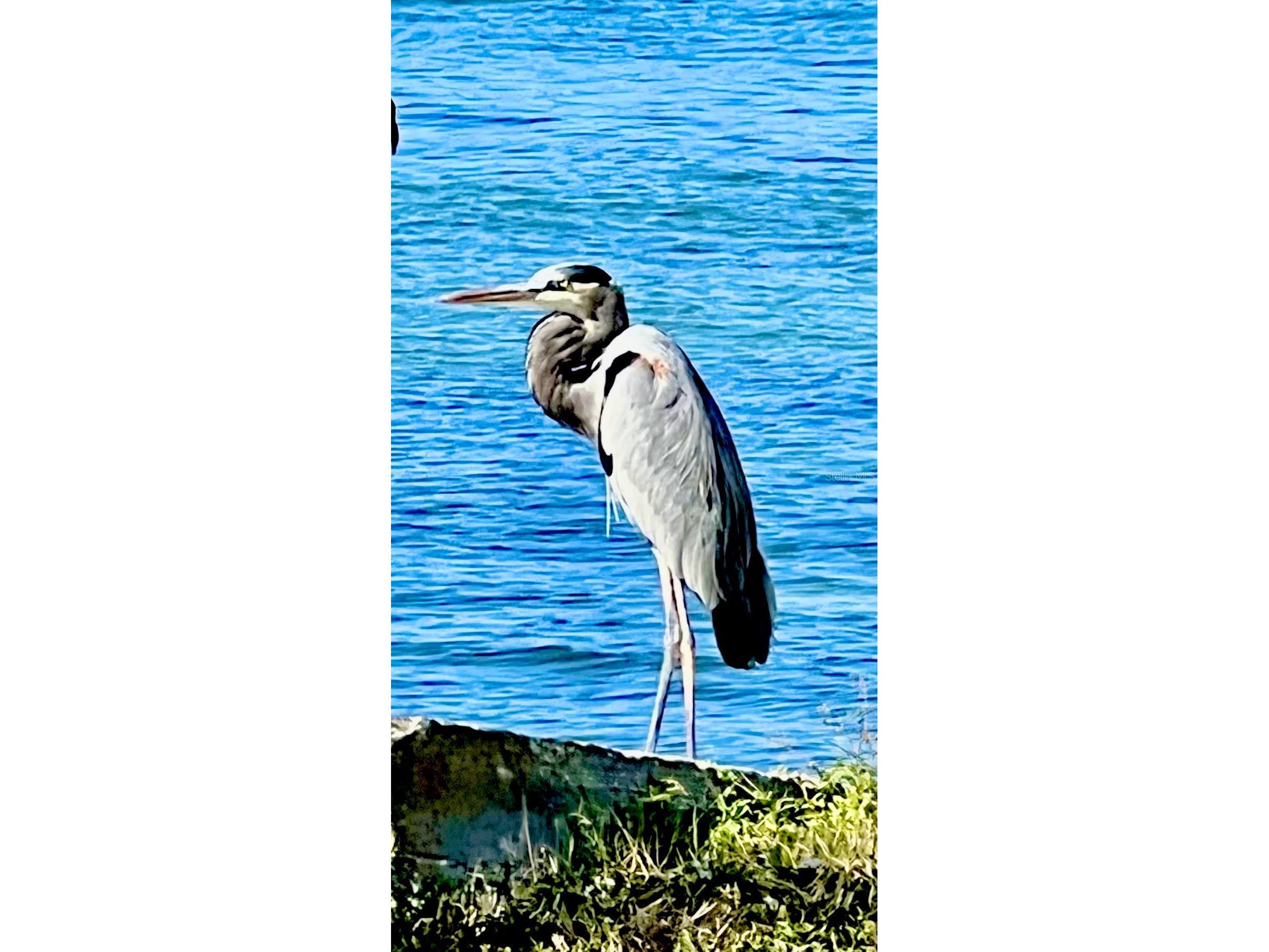 132 S Park Drive Venice FL 34285 A4659903 image26