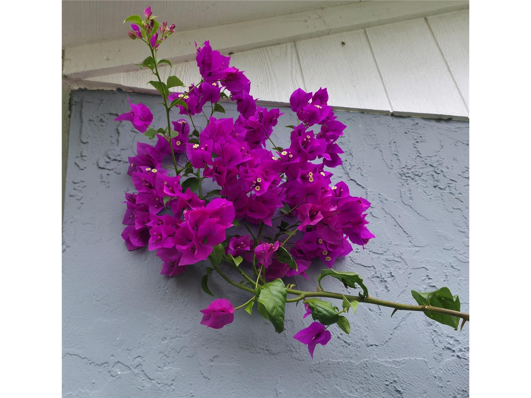 13202 Pine Creek Circle Riverview FL 33579 TB8437532 image6