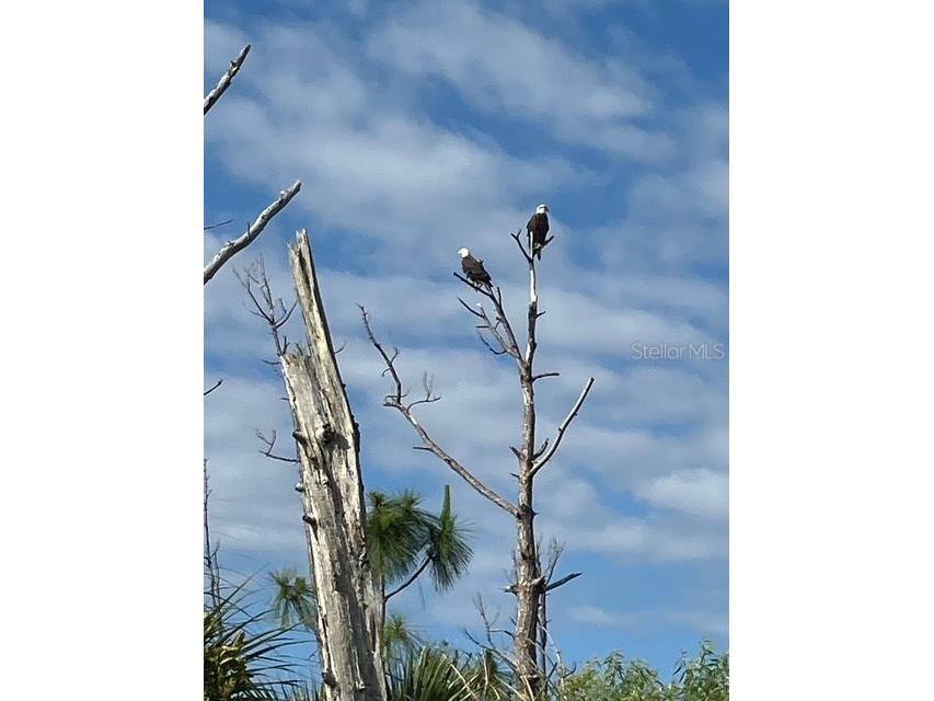 13217 Scrub Jay Court Port Charlotte FL 33953 D6141827 image49