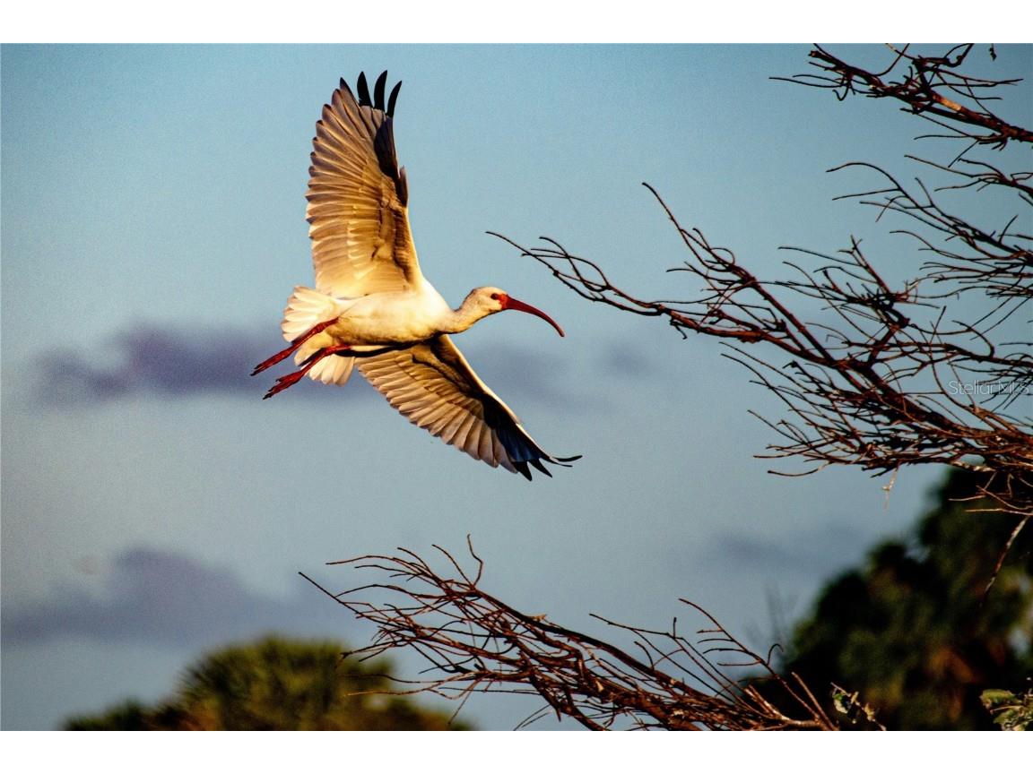 1323 Landings Drive #12 Sarasota FL 34231 A4634310 image51