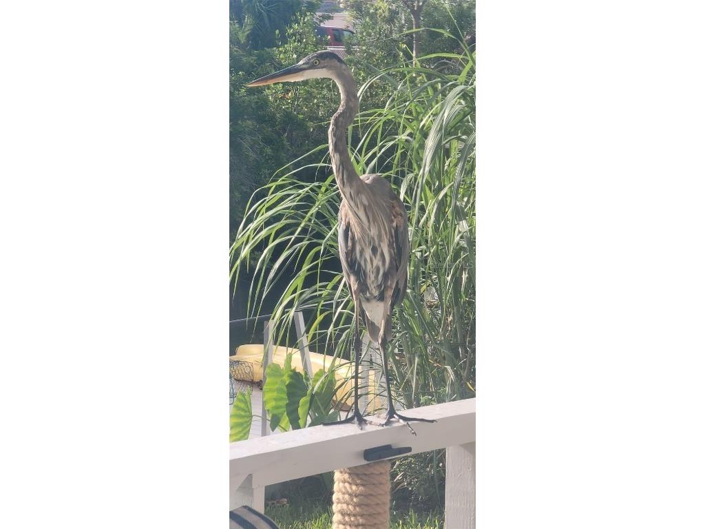 13230 Jacaranda Lane Hudson FL 34667 TB8418454 image65