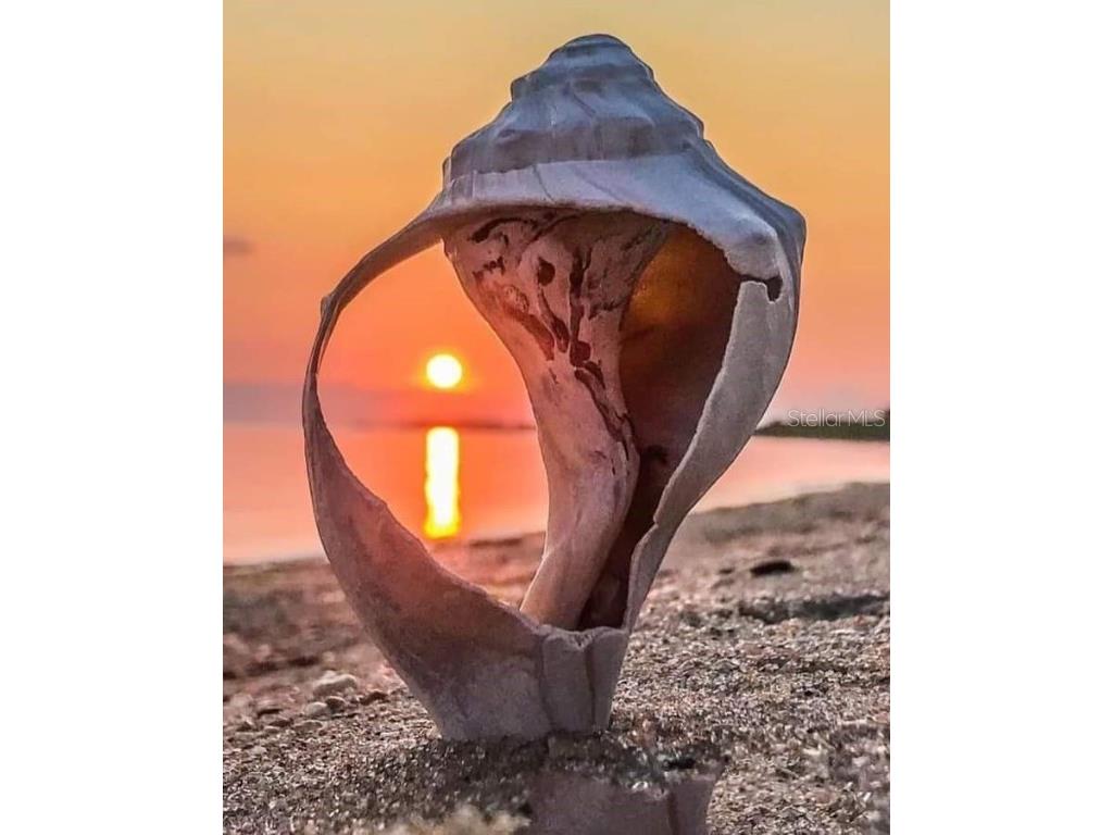 13230 Jacaranda Lane Hudson FL 34667 TB8418454 image97