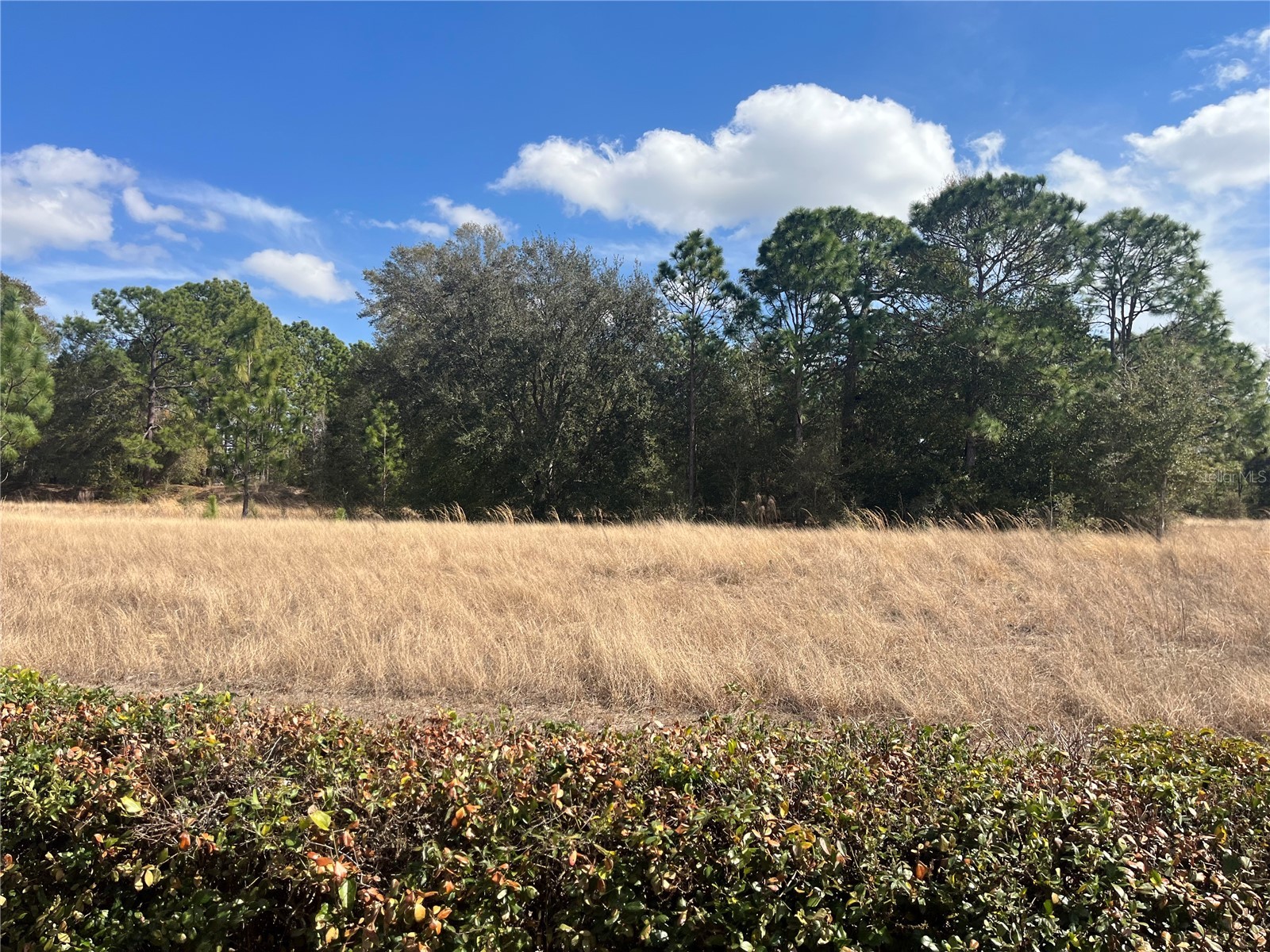 13235 SE 97th Terrace Road Summerfield FL 34491 OM713351 image19