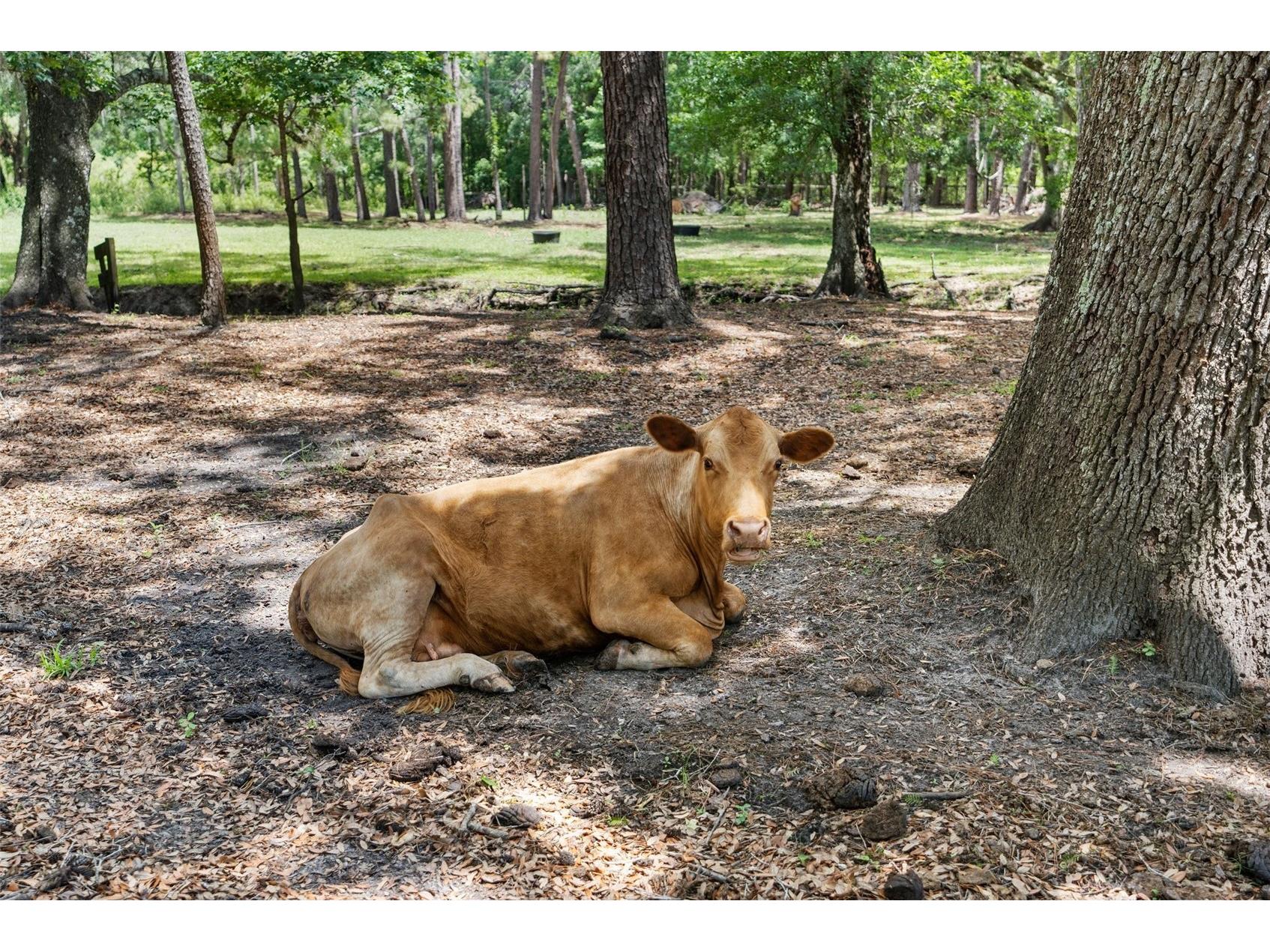 1325 Culbreath Road Brooksville FL 34602 W7880198 image86