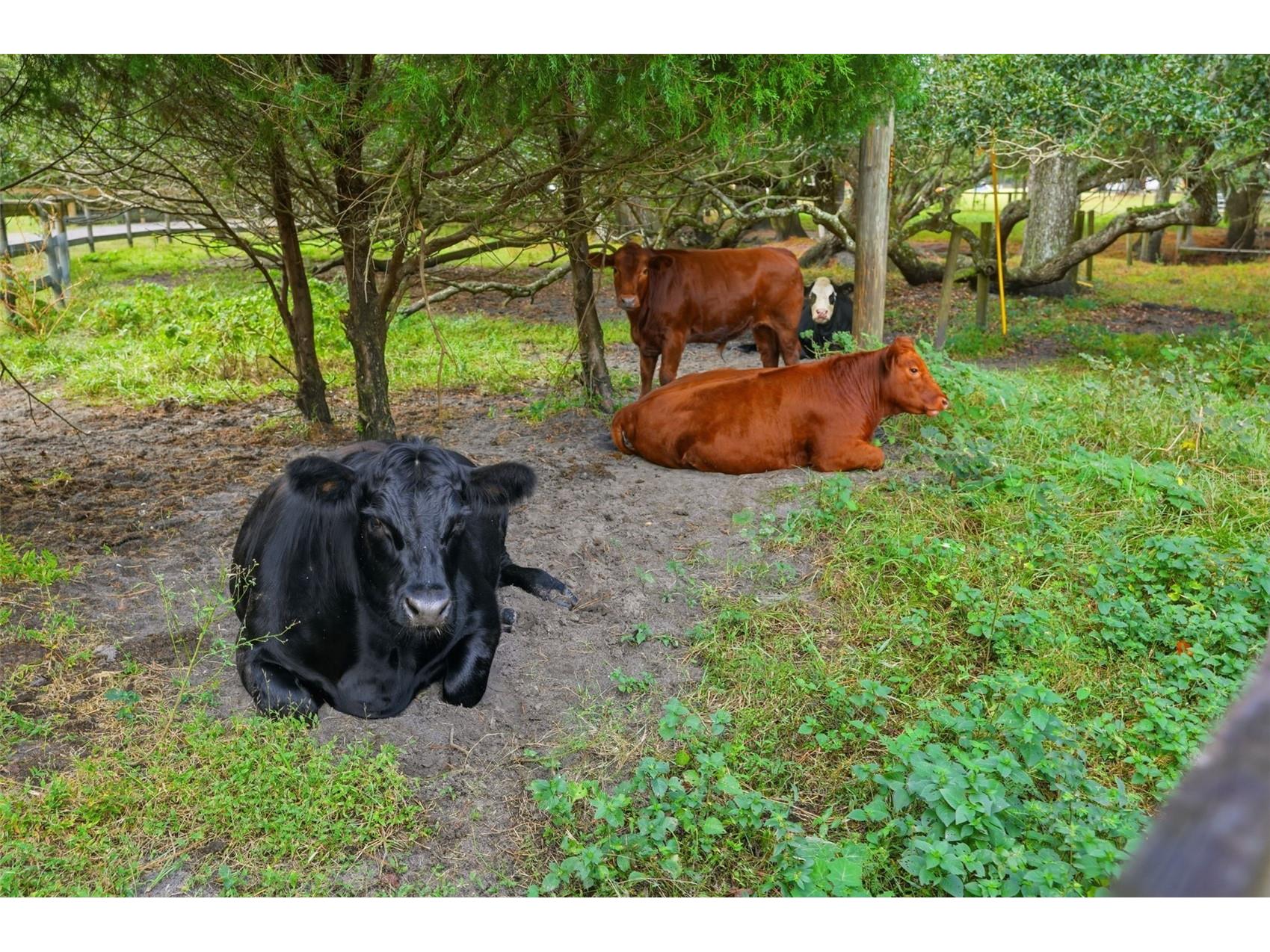 1325 Culbreath Road Brooksville FL 34602 W7880198 image96