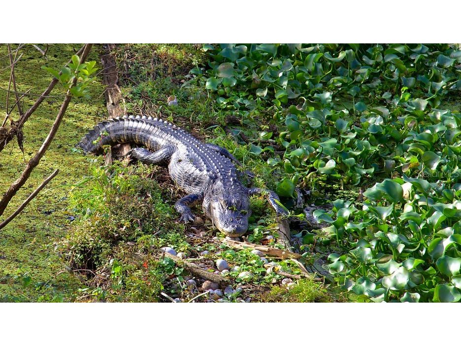 13304 Sanctuary Cove Drive #303 Temple Terrace FL 33637 TB8487541 image59