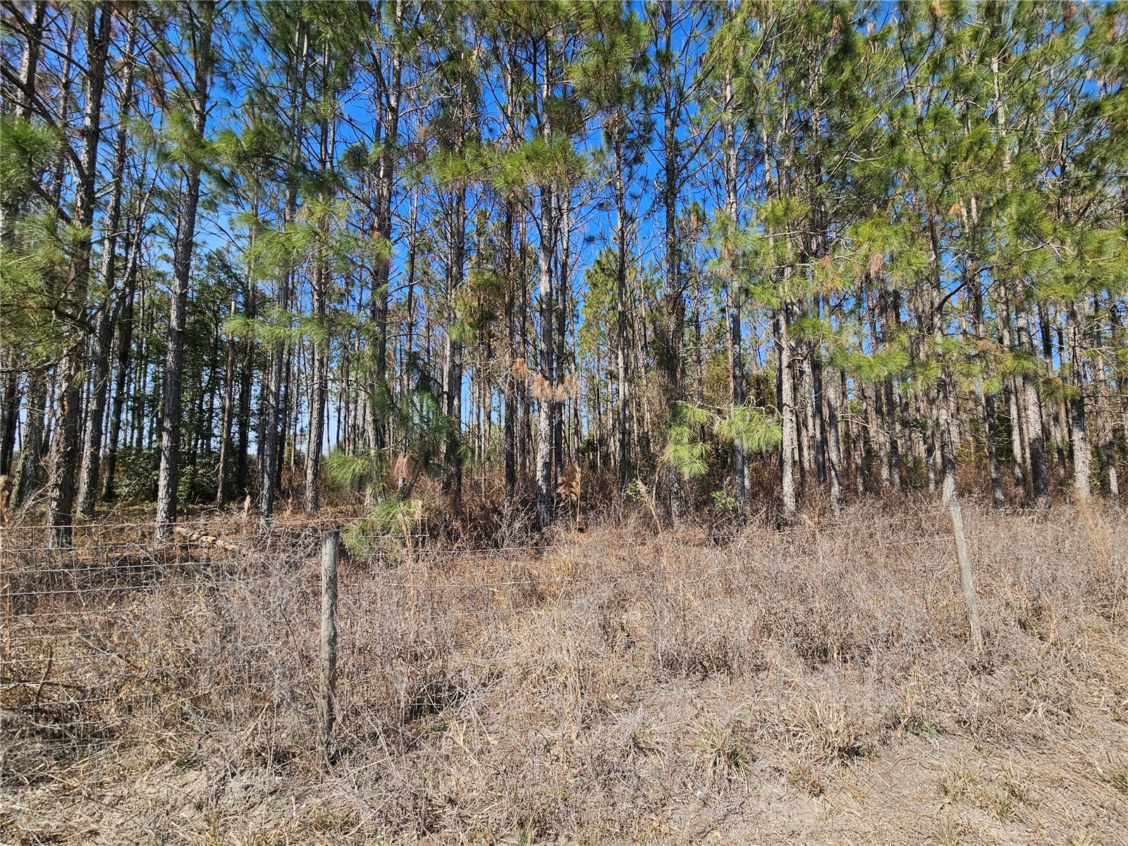 13308 Duck Lake Canal Road Dade City FL 33525 TB8475916 image38