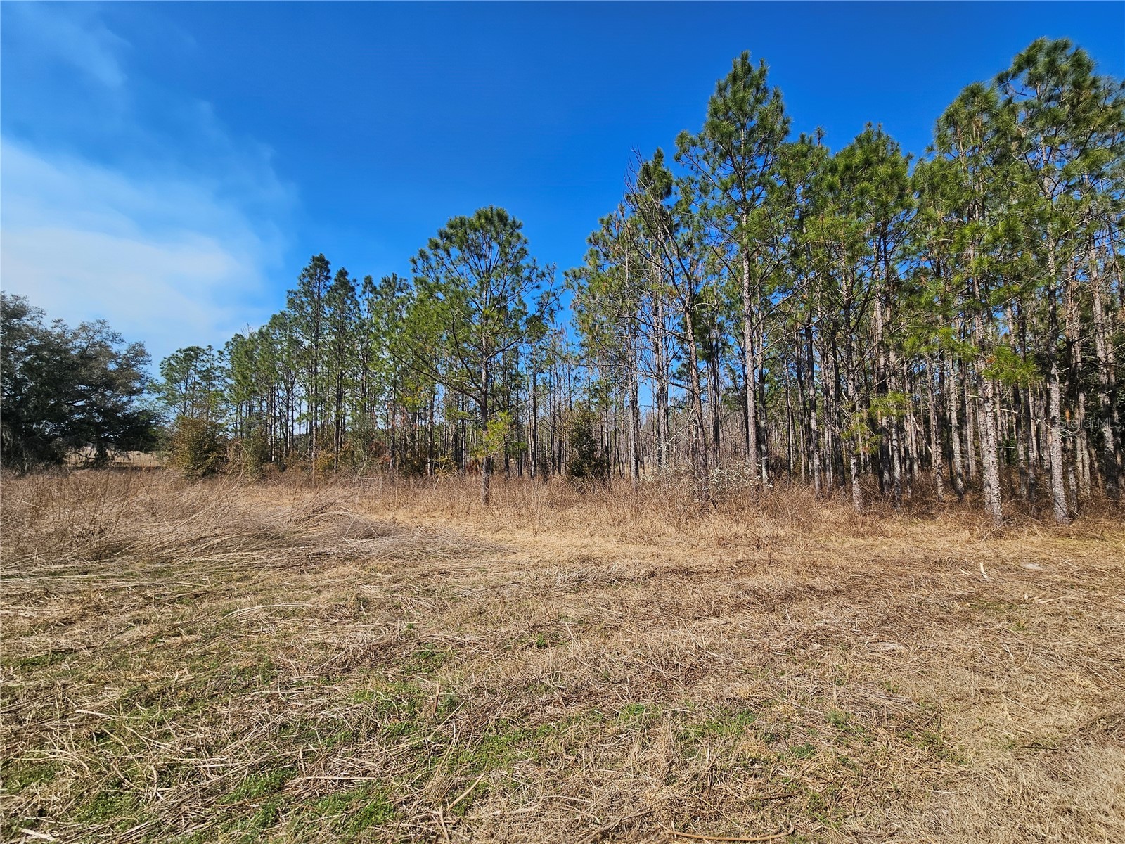 13308 Duck Lake Canal Road Dade City FL 33525 TB8475916 image43