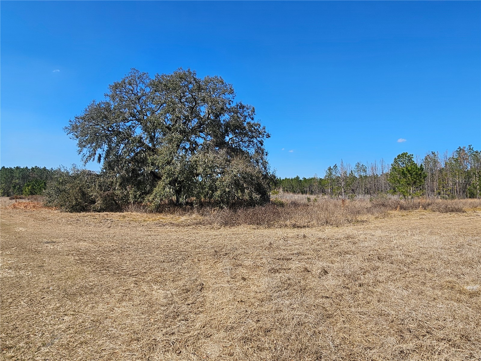 13308 Duck Lake Canal Road Dade City FL 33525 TB8475916 image59