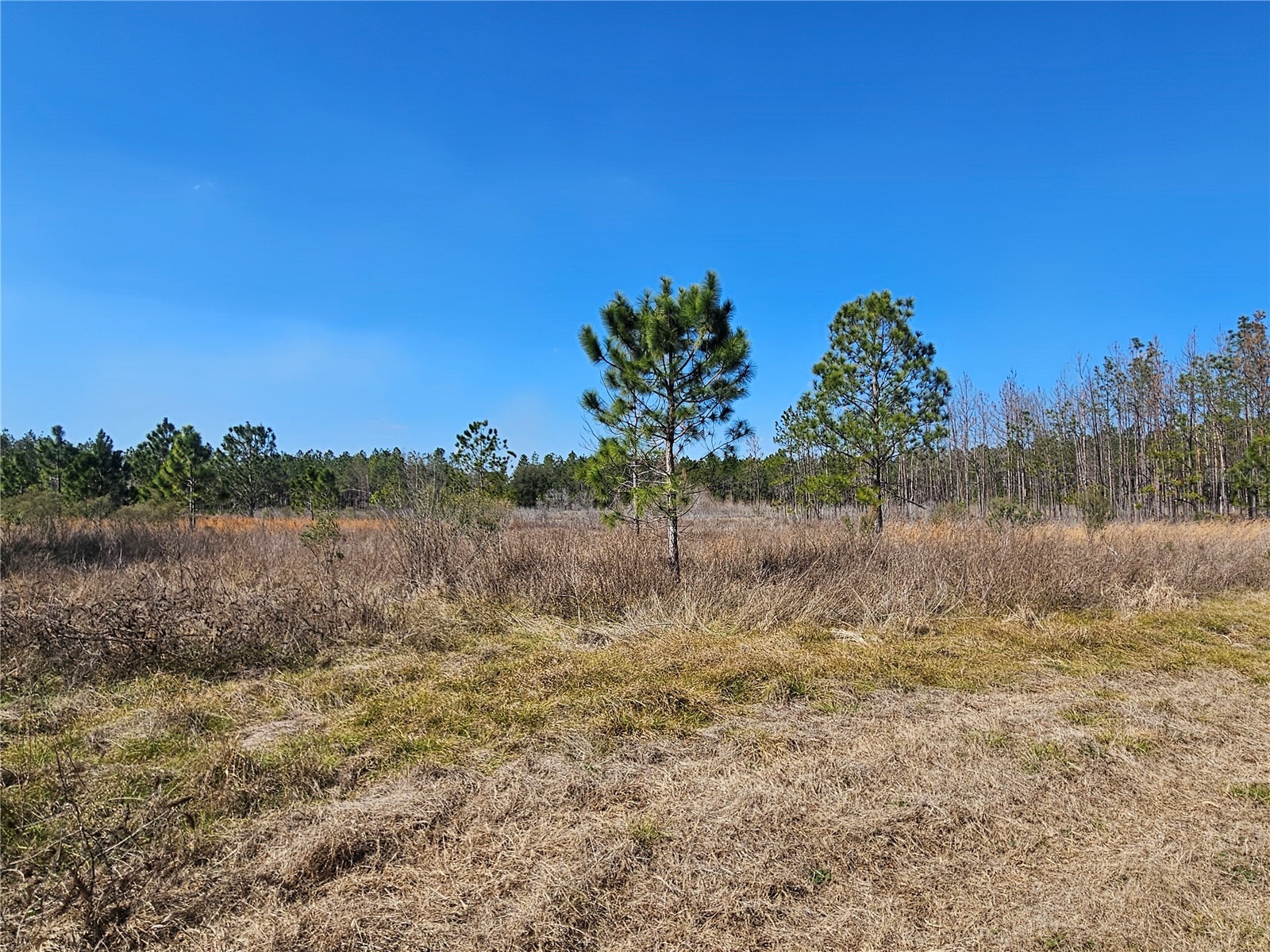 13308 Duck Lake Canal Road Dade City FL 33525 TB8475916 image60