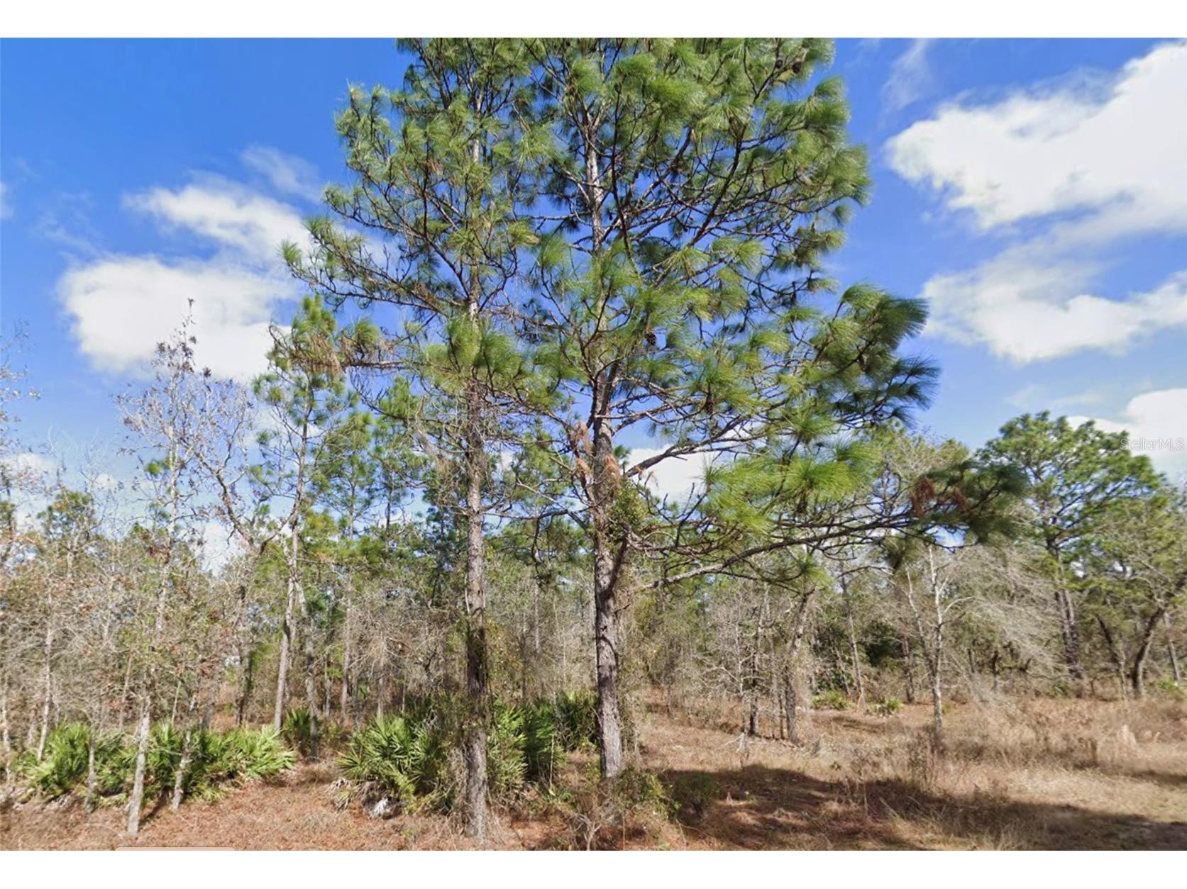 13351 Schick Avenue Brooksville FL 34614 W7884838 image5