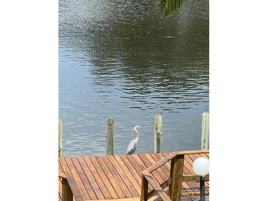 134 Carlyle Drive Palm Harbor FL 34683 - GULF OF MEXICO U8212511 image25