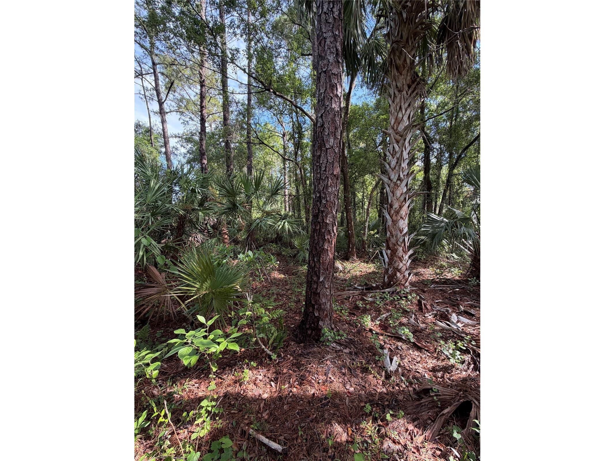 1340 Jayce Ct Geneva FL 32732 O6411630 image5