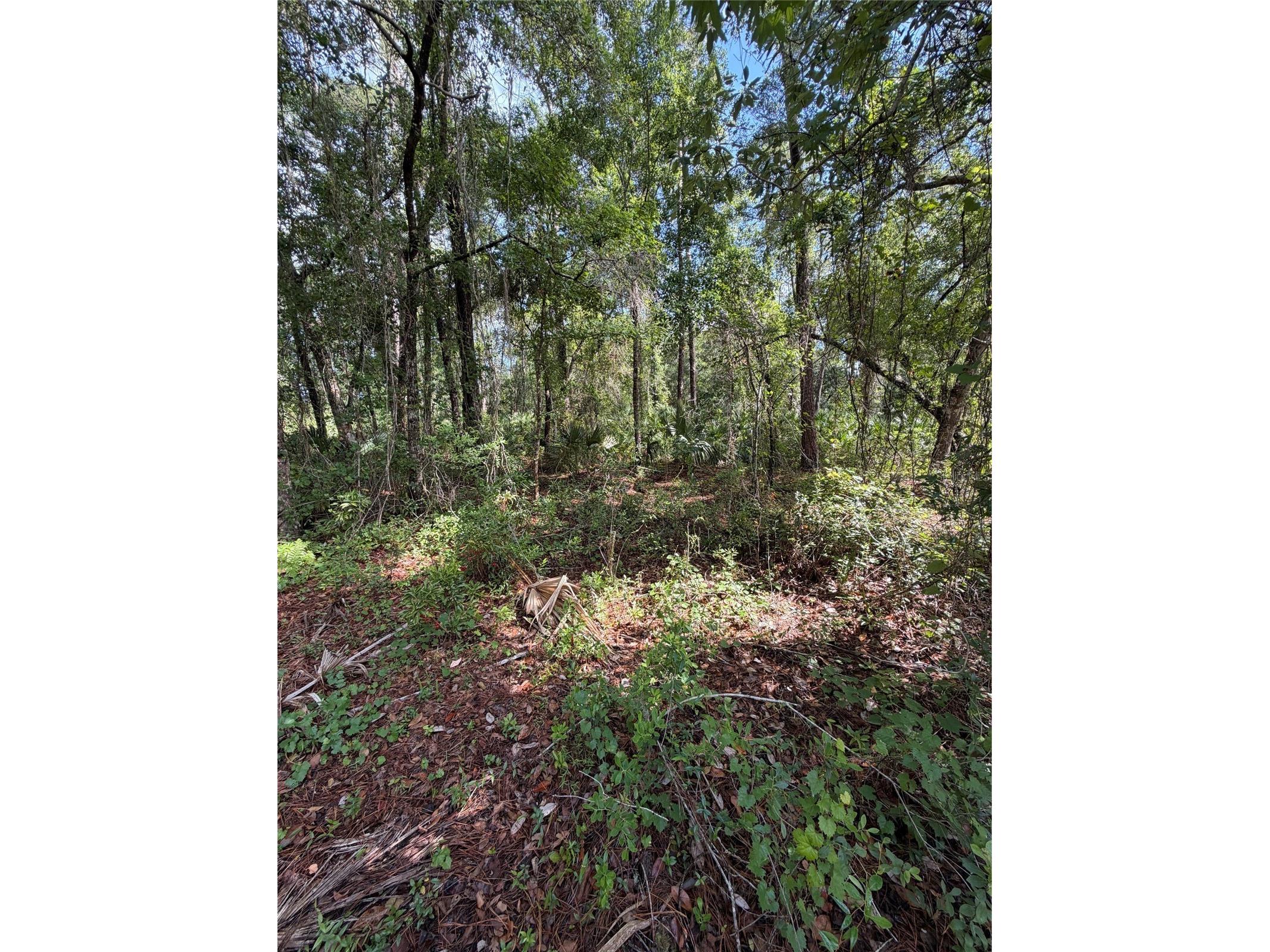 1340 Jayce Ct Geneva FL 32732 O6411630 image6