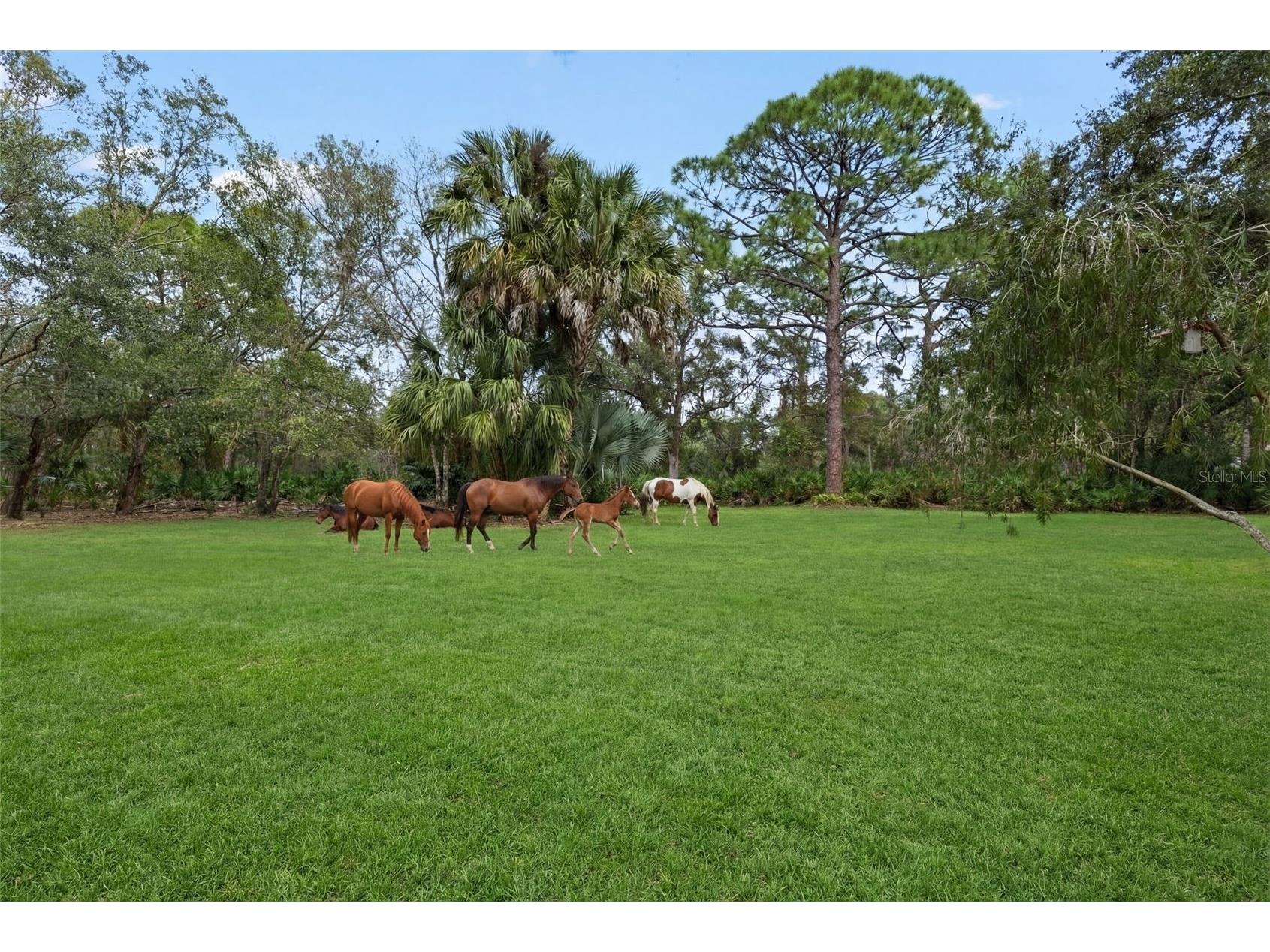 1343 Ranchero Drive Sarasota FL 34240 A4637854 image11