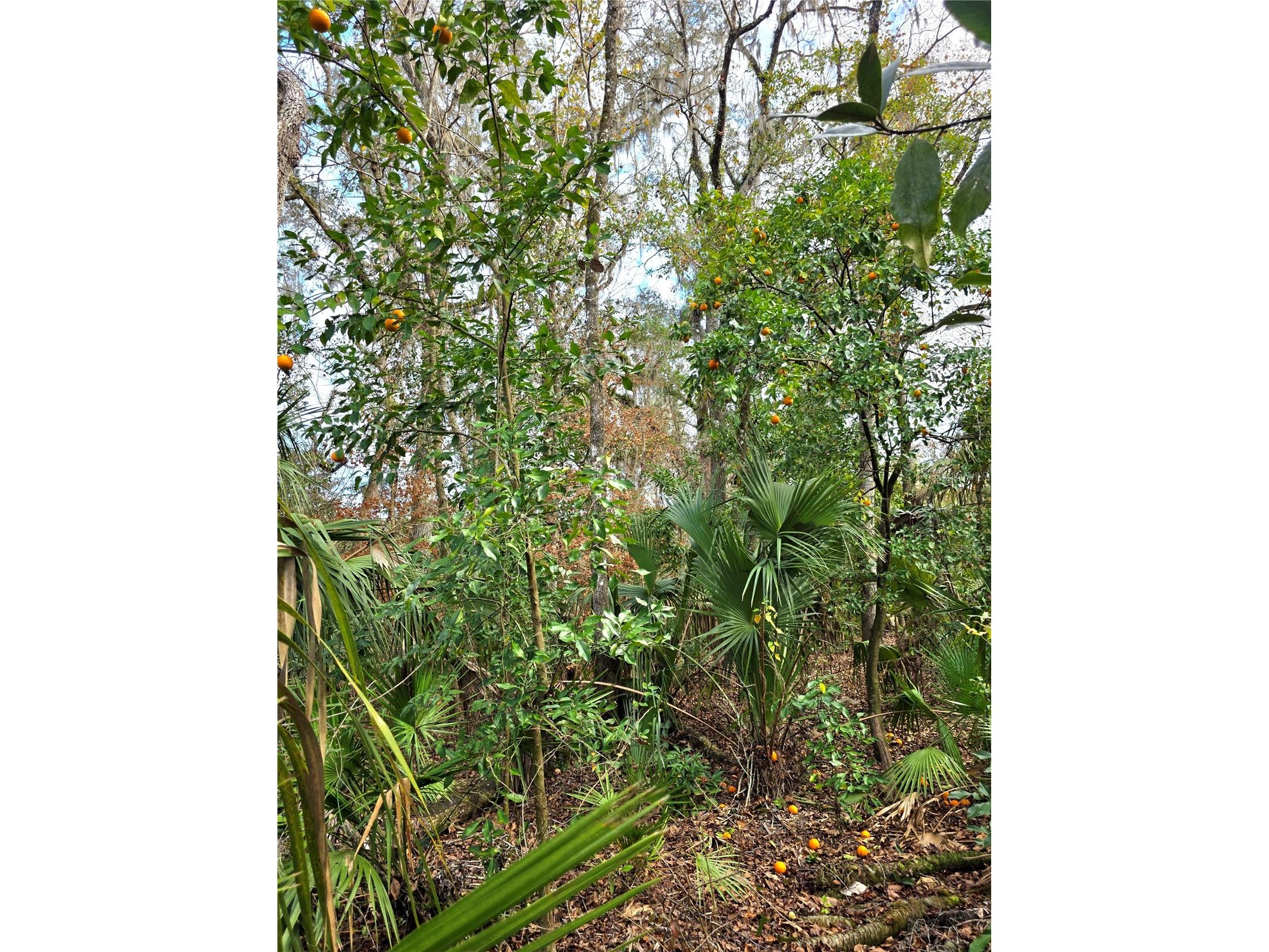 13444 Republican Way Brooksville FL 34601 TB8462138 image44