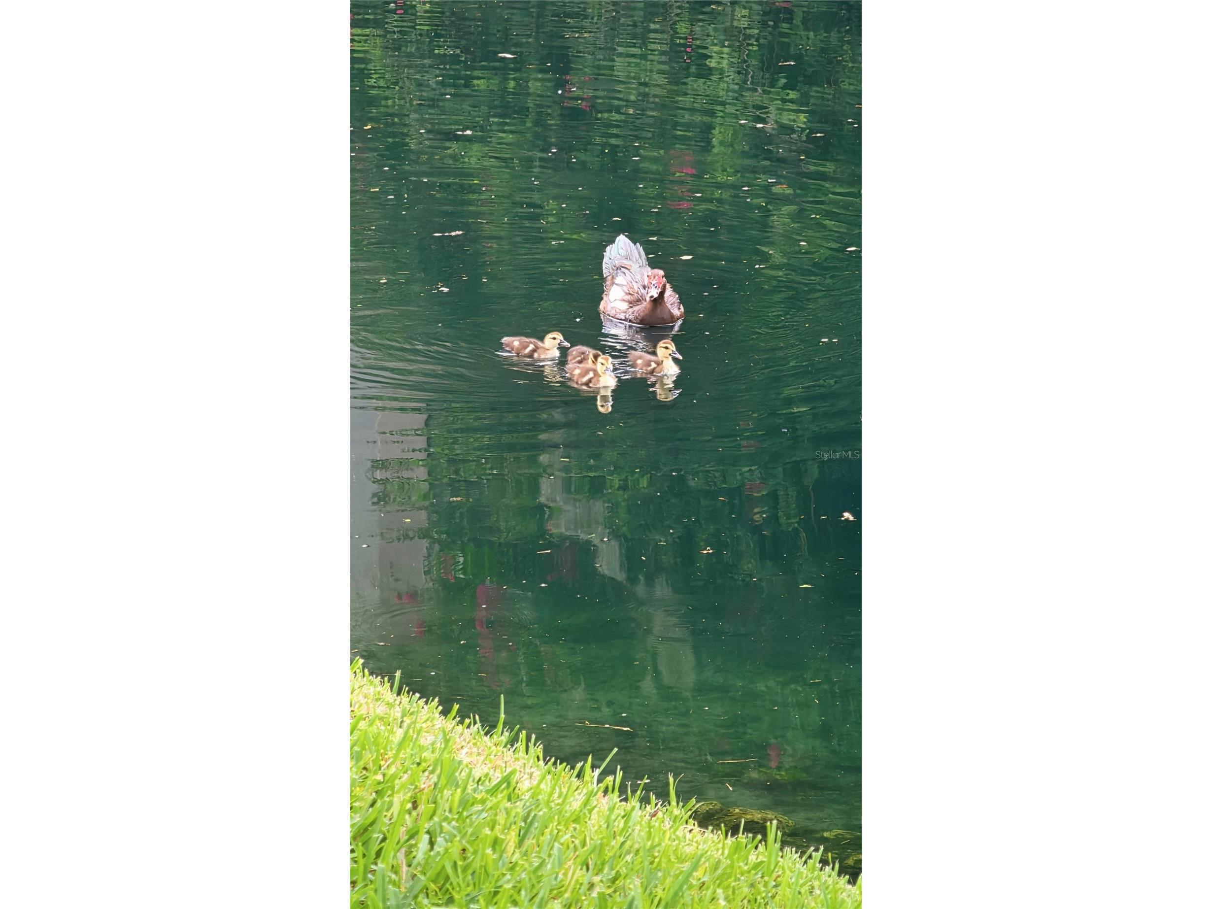 13471 Newport Shores Drive Hudson FL 34669 W7887685 image21