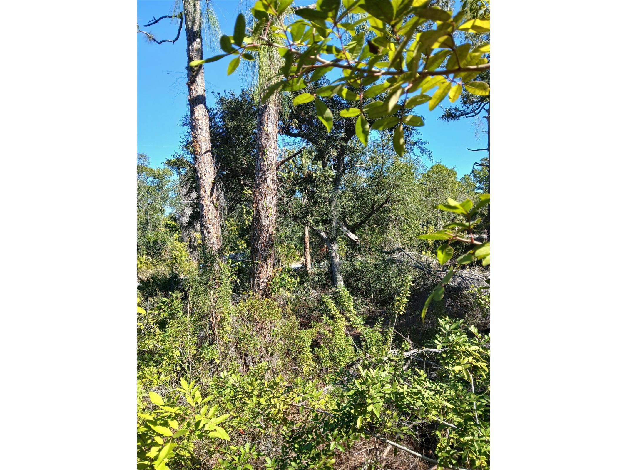 13493 Markham Avenue Port Charlotte FL 33953 - JUNO WATERWAY D6145951 image13