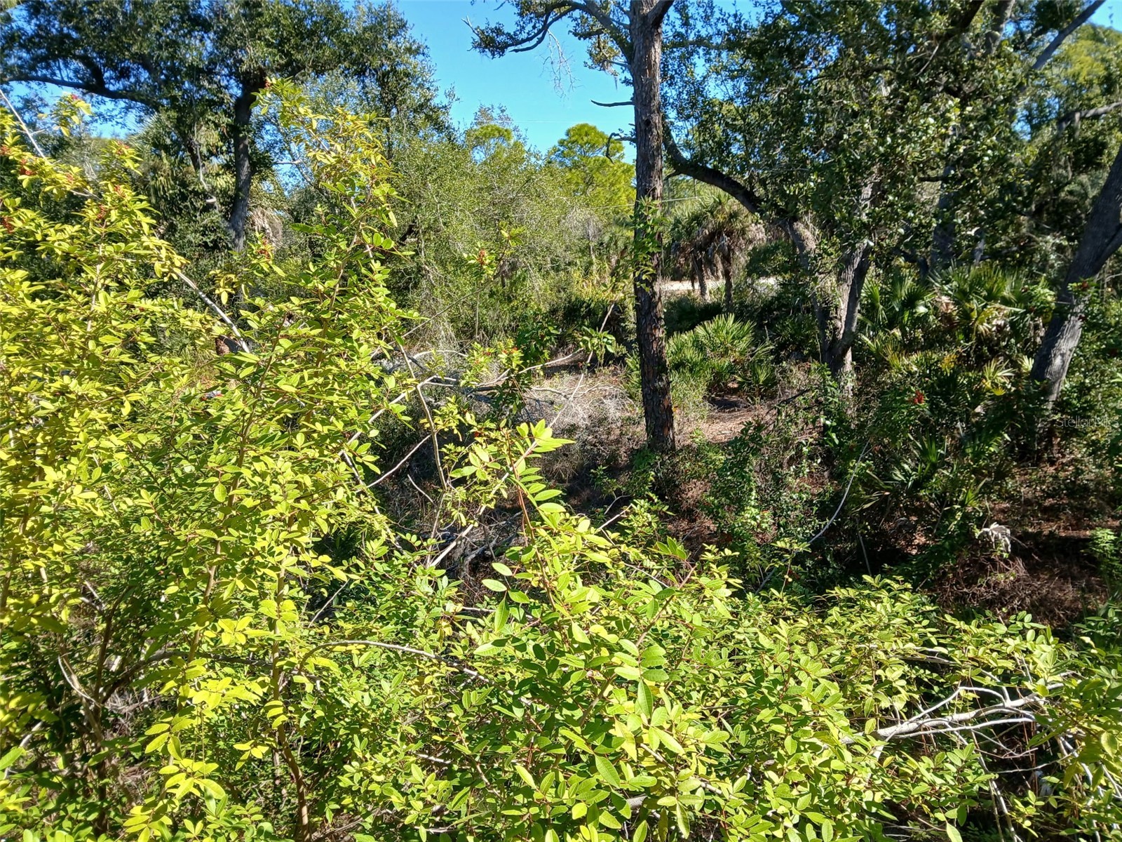 13493 Markham Avenue Port Charlotte FL 33953 - JUNO WATERWAY D6145951 image17